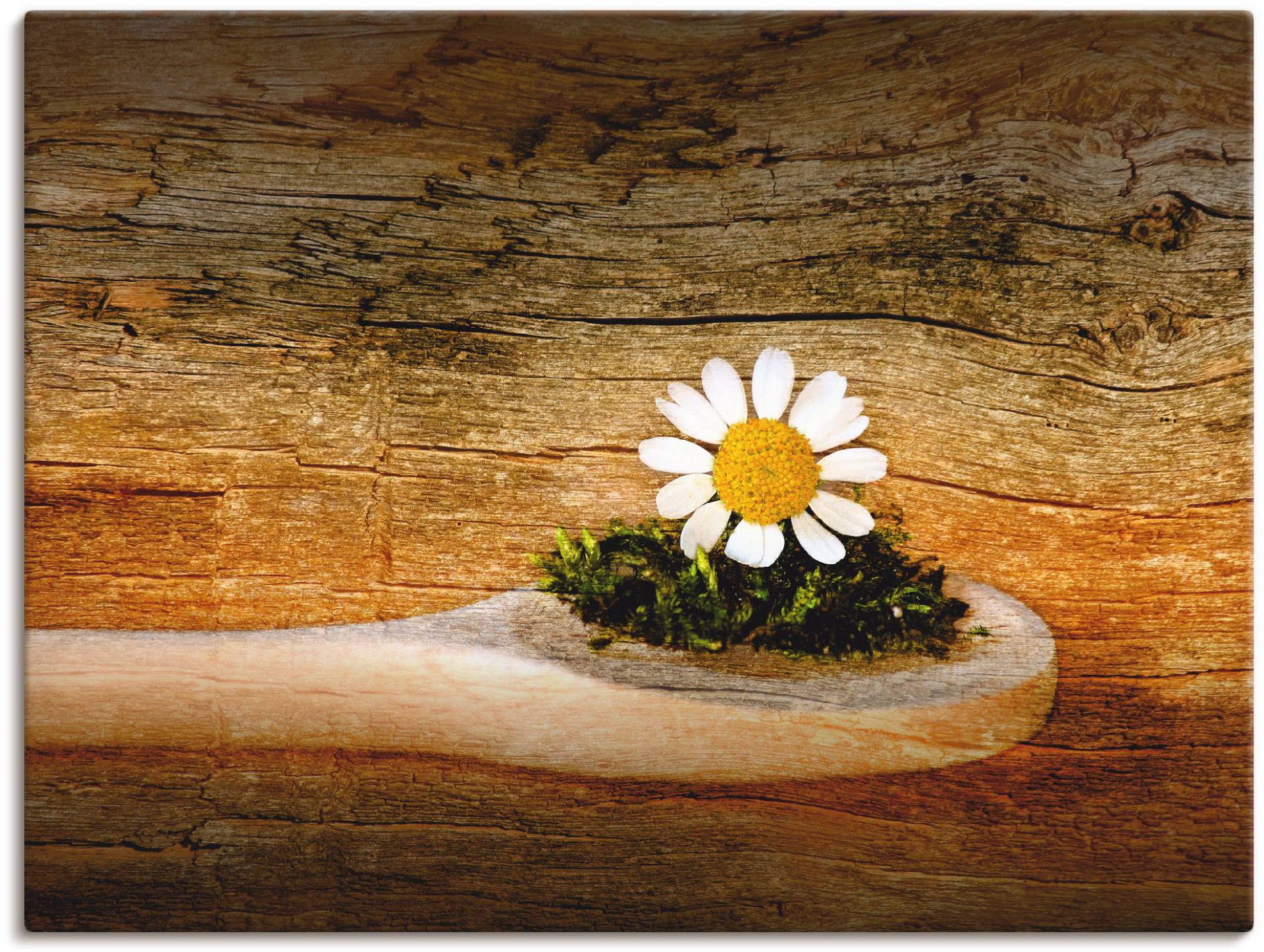 Artland Wandbild »Kamille«, Blumen, (1 St.), als Leinwandbild, Wandaufkleber in verschied. Grössen von Artland