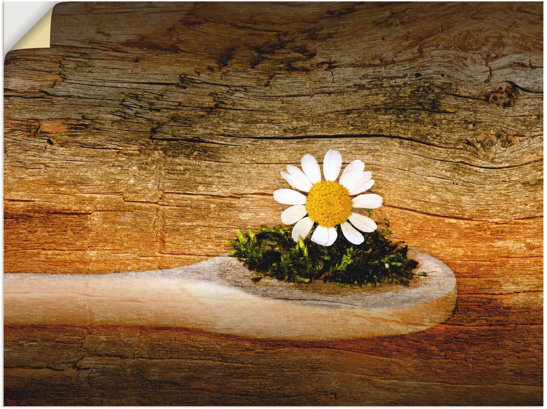 Artland Wandbild »Kamille«, Blumen, (1 St.), als Leinwandbild, Wandaufkleber in verschied. Grössen von Artland