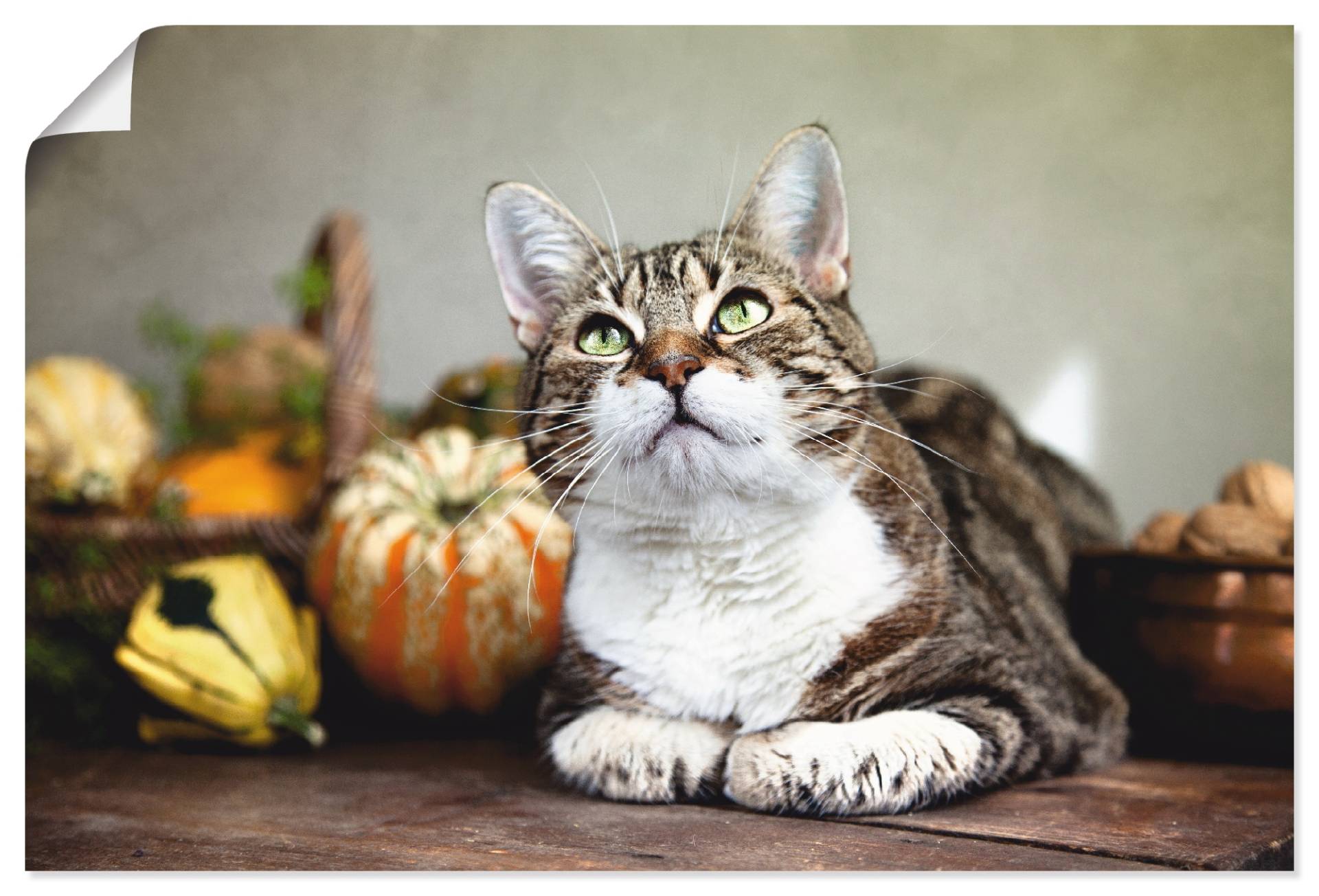 Artland Poster »Katze und Herbstdeko«, Haustiere, (1 St.), als Alubild, Leinwandbild, Wandaufkleber oder Poster in versch. Grössen von Artland