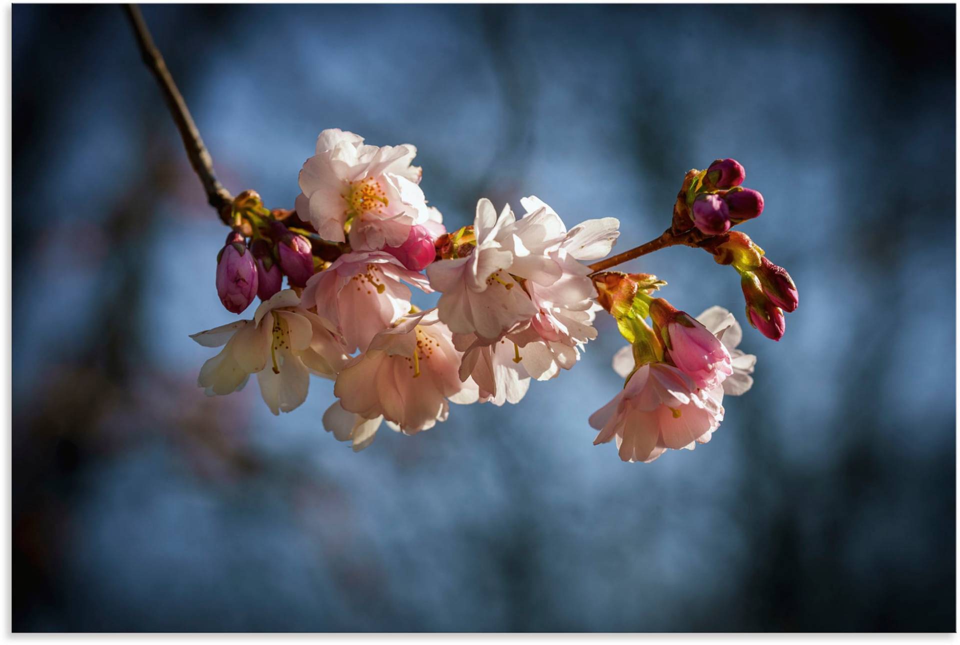 Artland Alu-Dibond-Druck »Kirschblüte im Frühling«, Blumenbilder, (1 St.), für Innen- und Aussenbereich geeignet, Outdoorbild von Artland