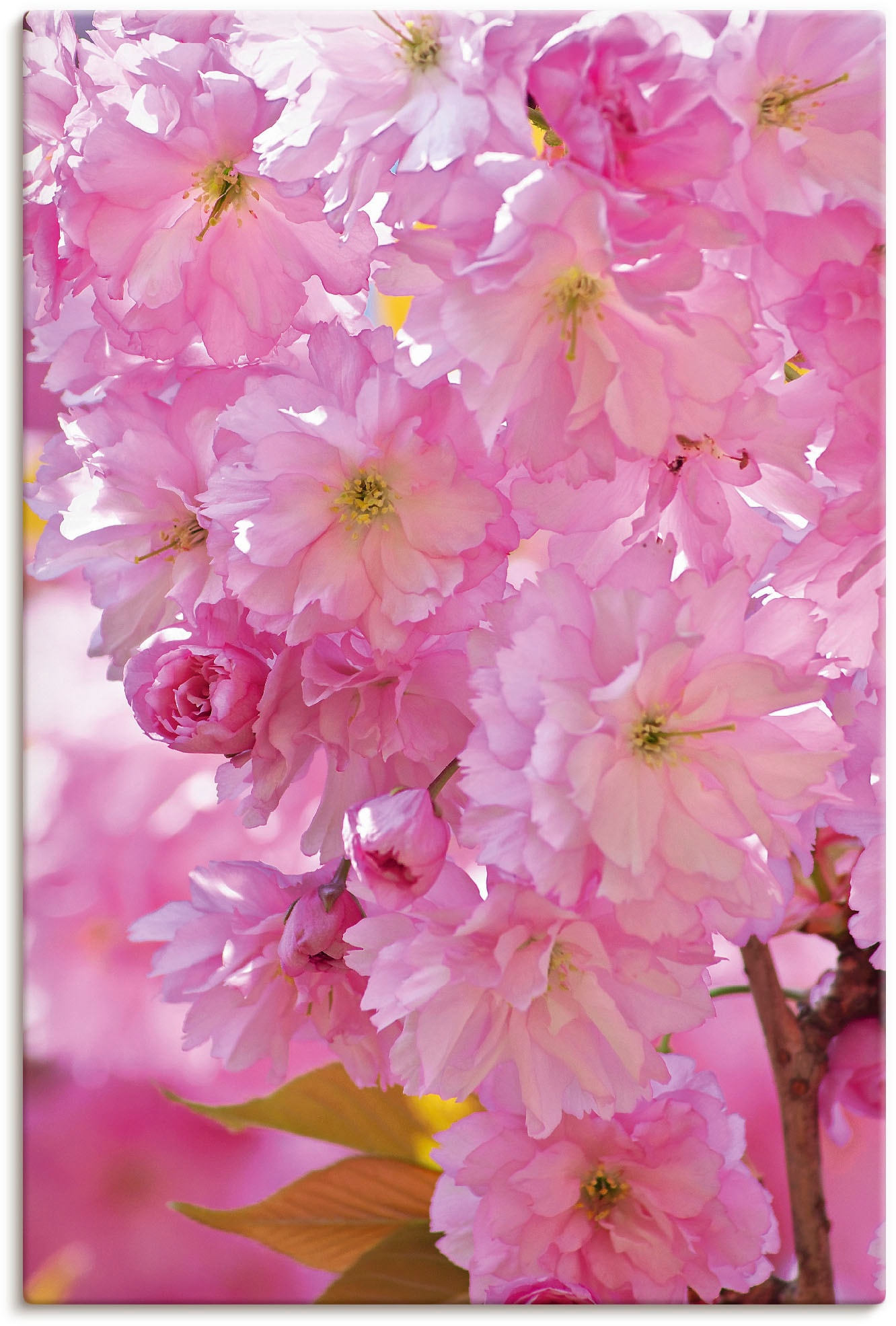 Artland Wandbild »Kirschblüten«, Blumen, (1 St.), als Alubild, Leinwandbild, Wandaufkleber oder Poster in versch. Grössen von Artland