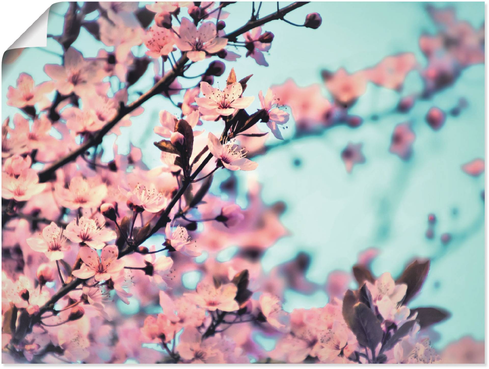 Artland Poster »Kirschblüten Romantik«, Blumen, (1 St.), als Alubild, Leinwandbild, Wandaufkleber oder Poster in versch. Grössen von Artland
