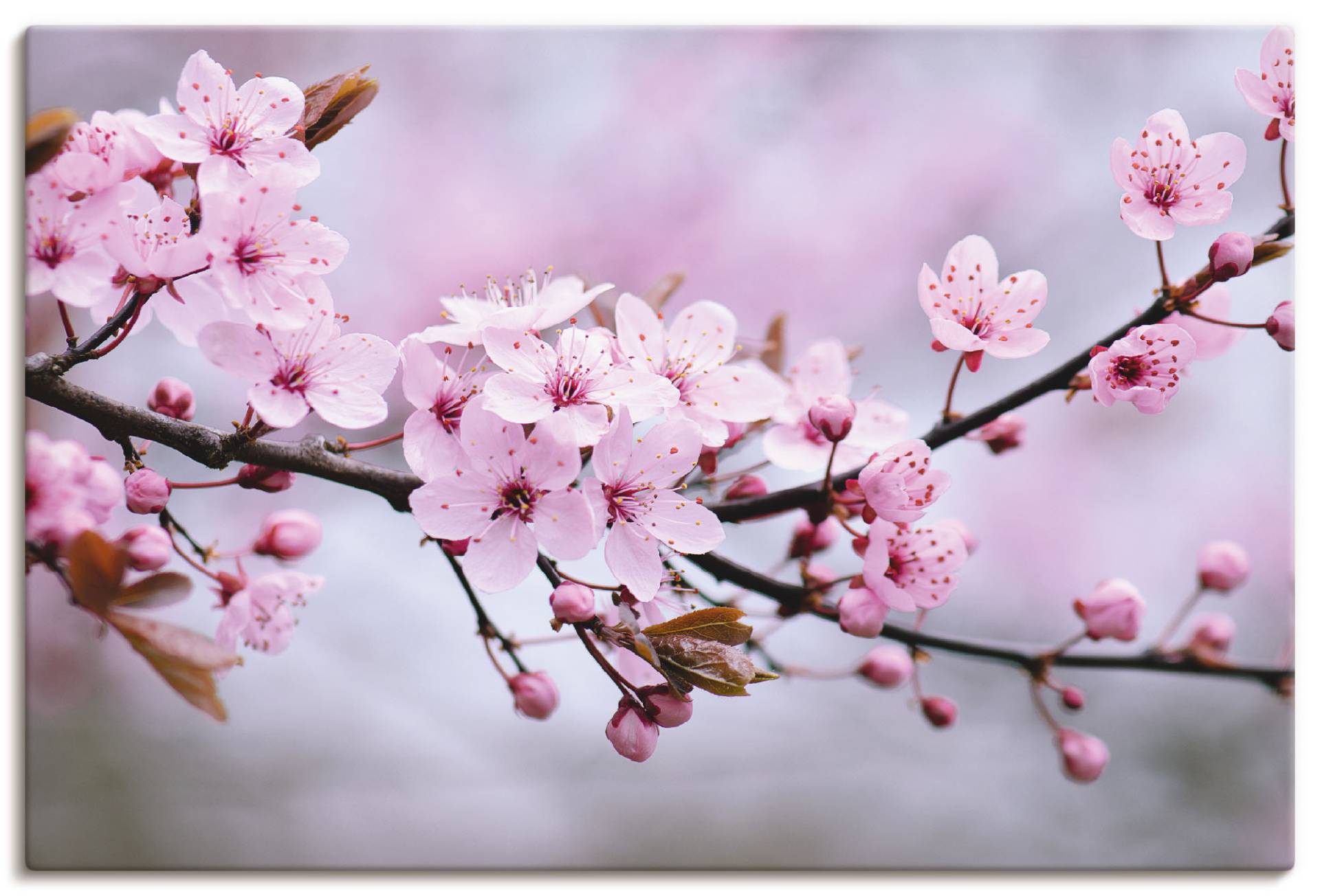 Artland Wandbild »Kirschblüten«, Blumen, (1 St.), als Alubild, Outdoorbild, Leinwandbild, Poster, Wandaufkleber von Artland