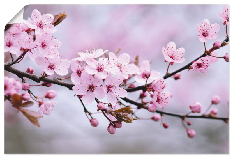 Artland Wandbild »Kirschblüten«, Blumen, (1 St.), als Alubild, Outdoorbild, Leinwandbild, Poster, Wandaufkleber von Artland