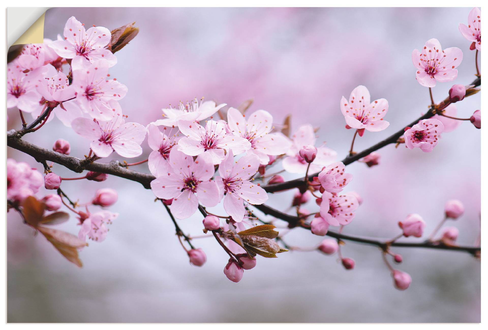 Artland Wandbild »Kirschblüten«, Blumen, (1 St.), als Alubild, Outdoorbild, Leinwandbild, Poster, Wandaufkleber von Artland