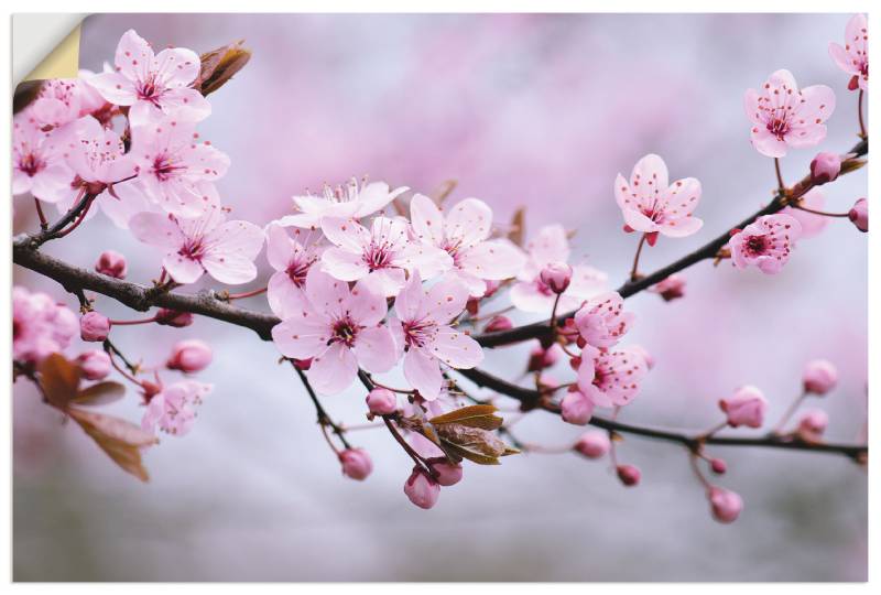 Artland Wandbild »Kirschblüten«, Blumen, (1 St.), als Alubild, Outdoorbild, Leinwandbild, Poster, Wandaufkleber von Artland