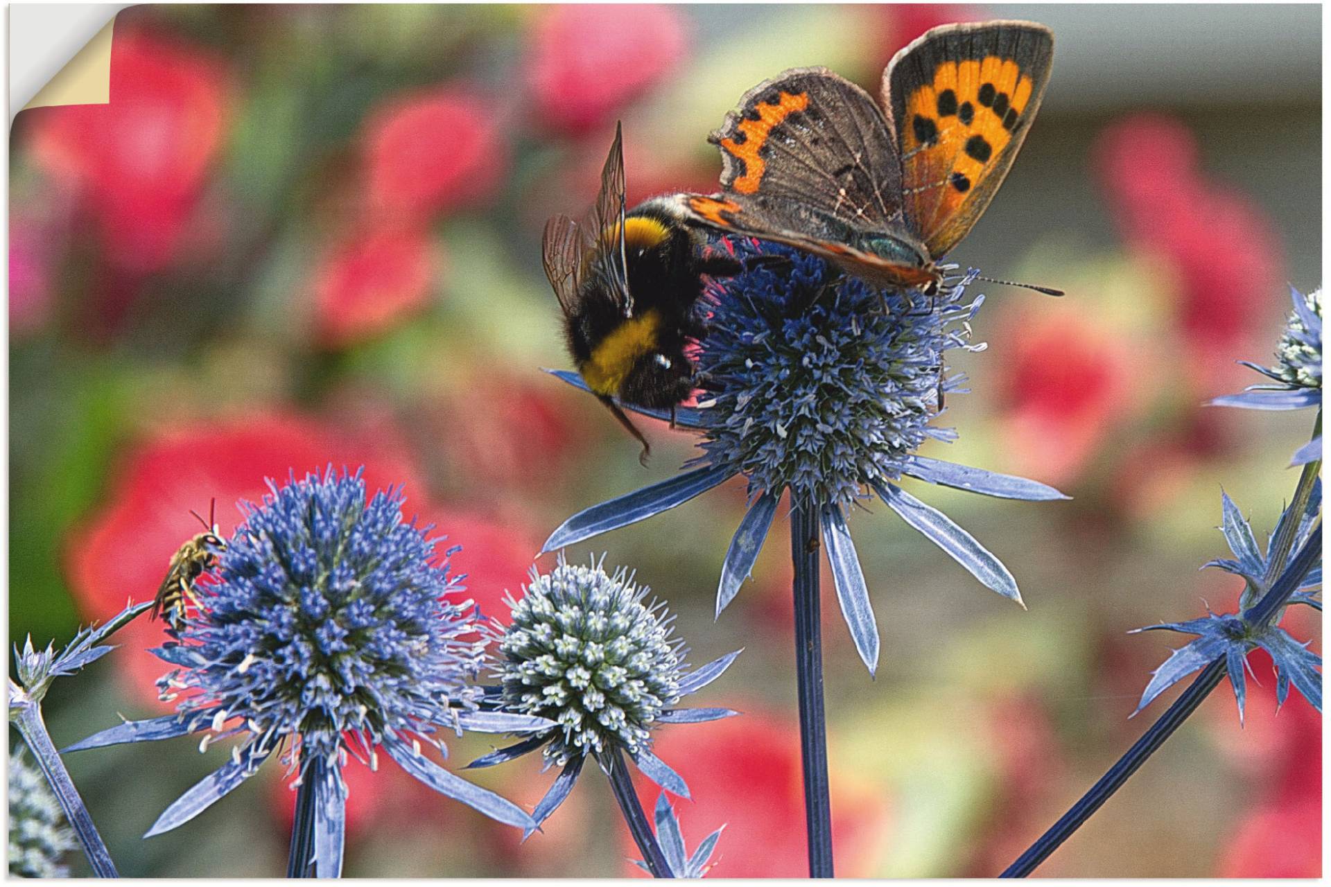 Artland Wandbild »Kleiner Feuerfalter und Hummel«, Insekten, (1 St.), als Alubild, Outdoorbild, Leinwandbild, Wandaufkleber, versch. Grössen von Artland