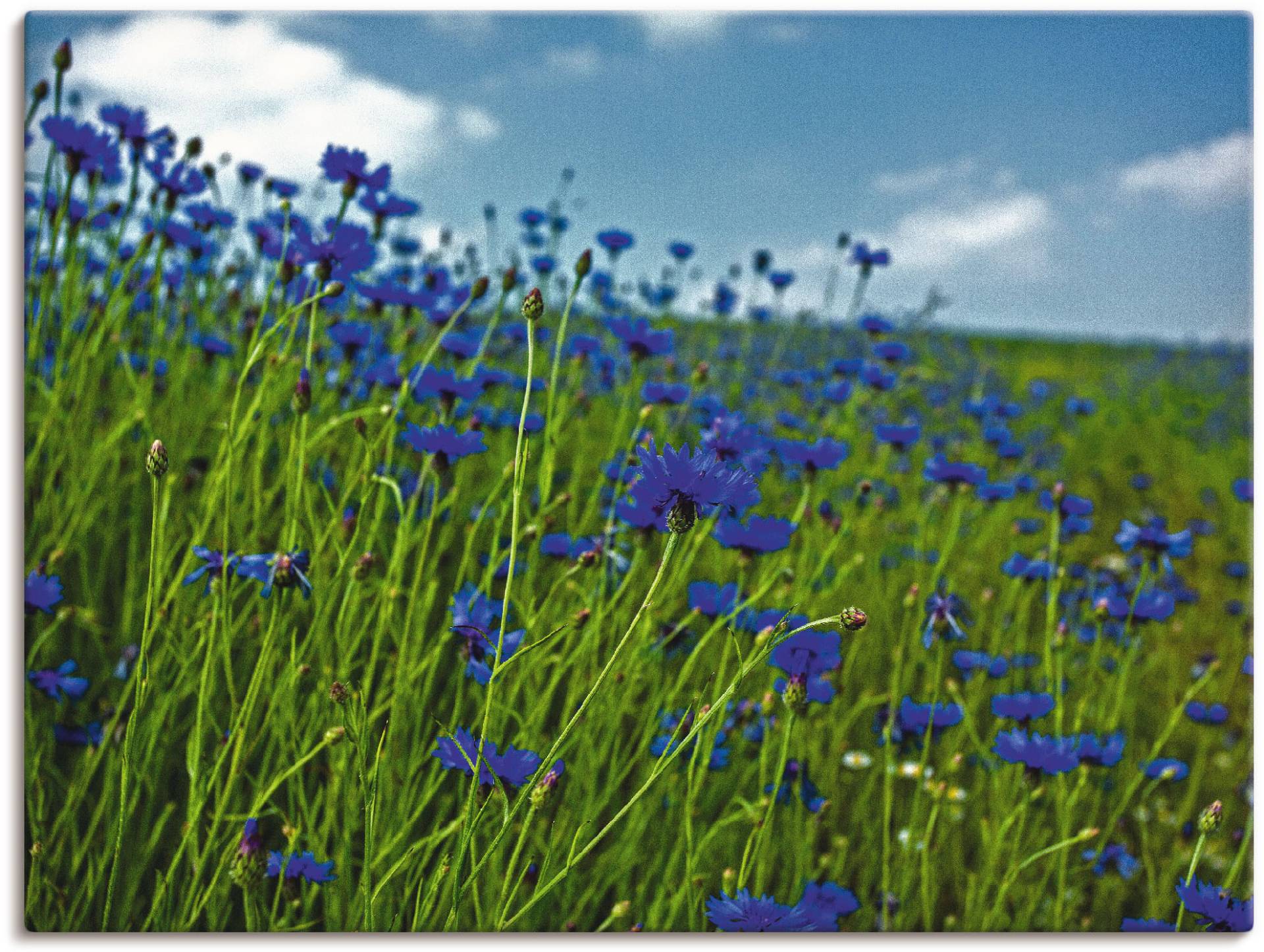 Artland Wandbild »Kornblumenwiese«, Blumenwiese, (1 St.), als Leinwandbild, Poster in verschied. Grössen von Artland