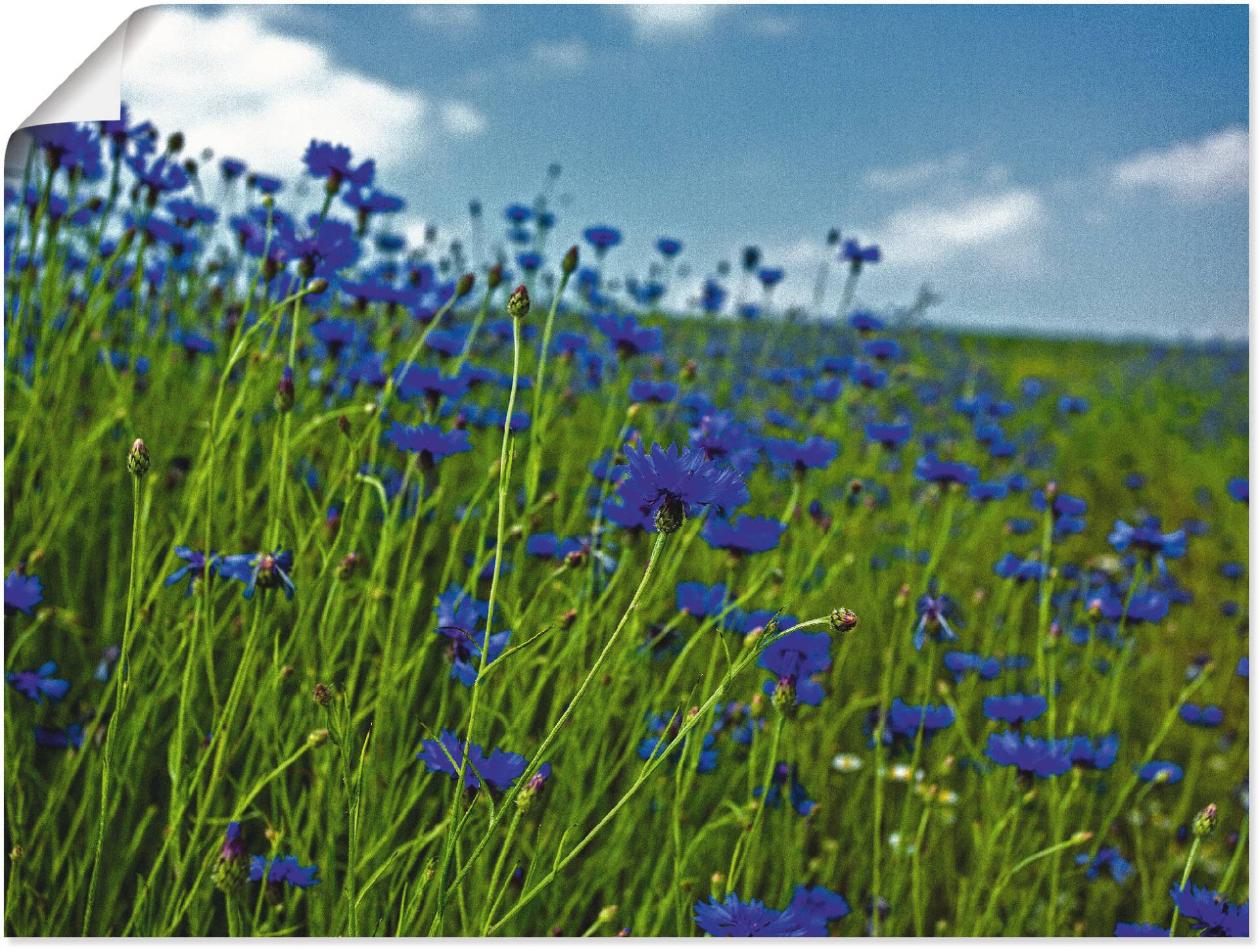 Artland Wandbild »Kornblumenwiese«, Blumenwiese, (1 St.), als Leinwandbild, Poster in verschied. Grössen von Artland