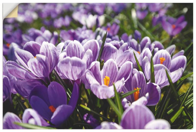 Artland Wandbild »Krokusblumenwiese«, Blumenwiese, (1 St.), als Alubild, Leinwandbild, Wandaufkleber oder Poster in versch. Grössen von Artland