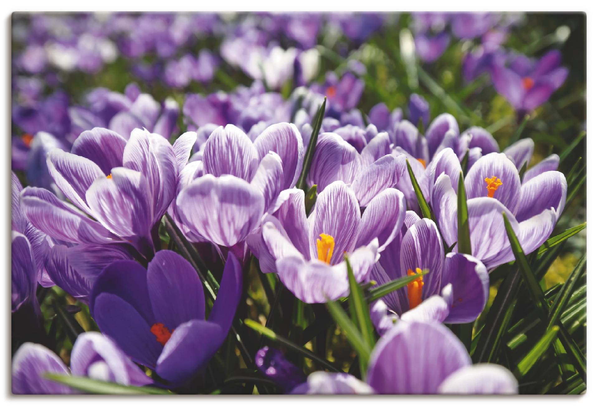 Artland Wandbild »Krokusblumenwiese«, Blumenwiese, (1 St.), als Alubild, Leinwandbild, Wandaufkleber oder Poster in versch. Grössen von Artland