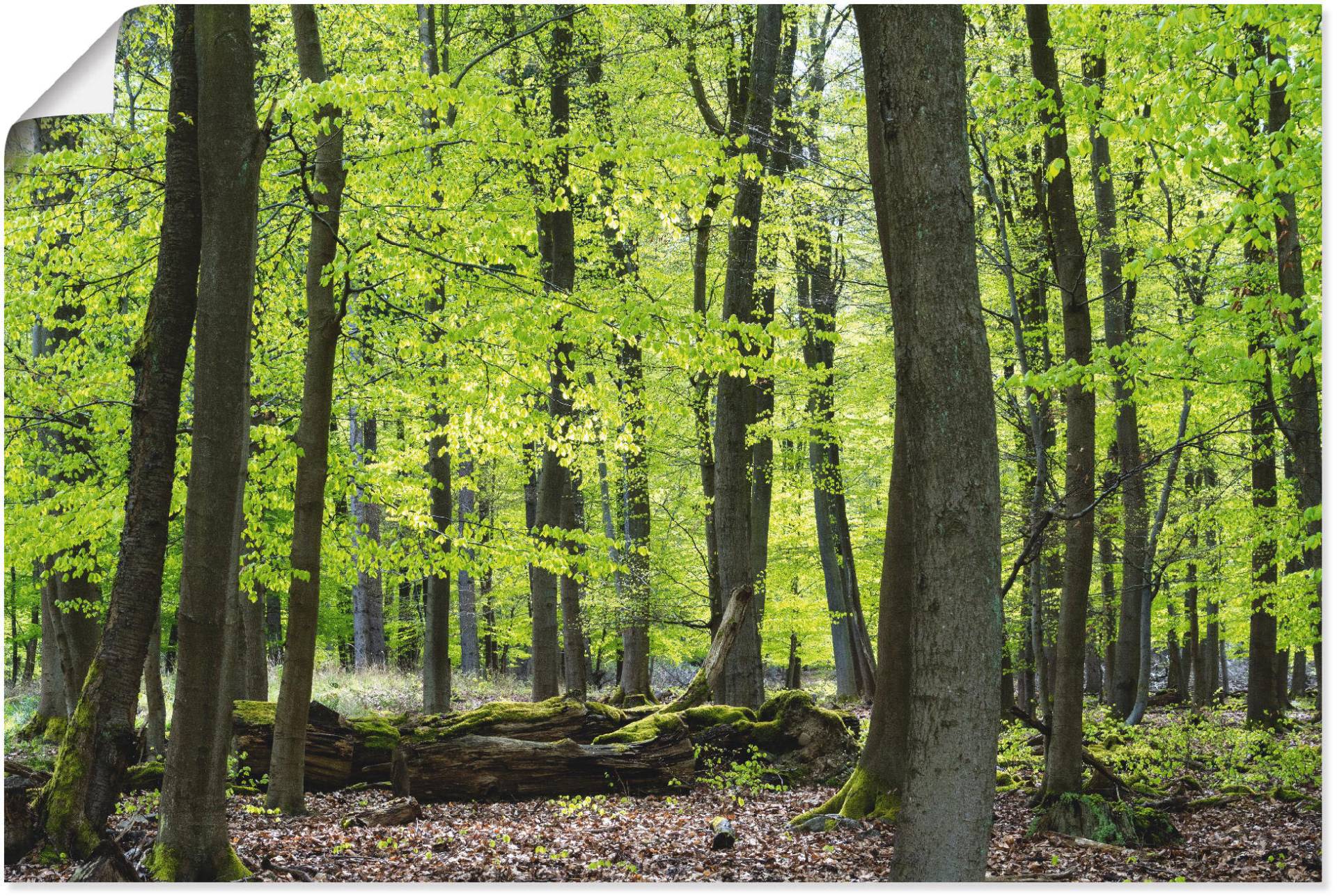 Artland Poster »Laubwald im Frühjahr«, Wald, (1 St.), als Alubild, Leinwandbild, Wandaufkleber oder Poster in versch. Grössen von Artland