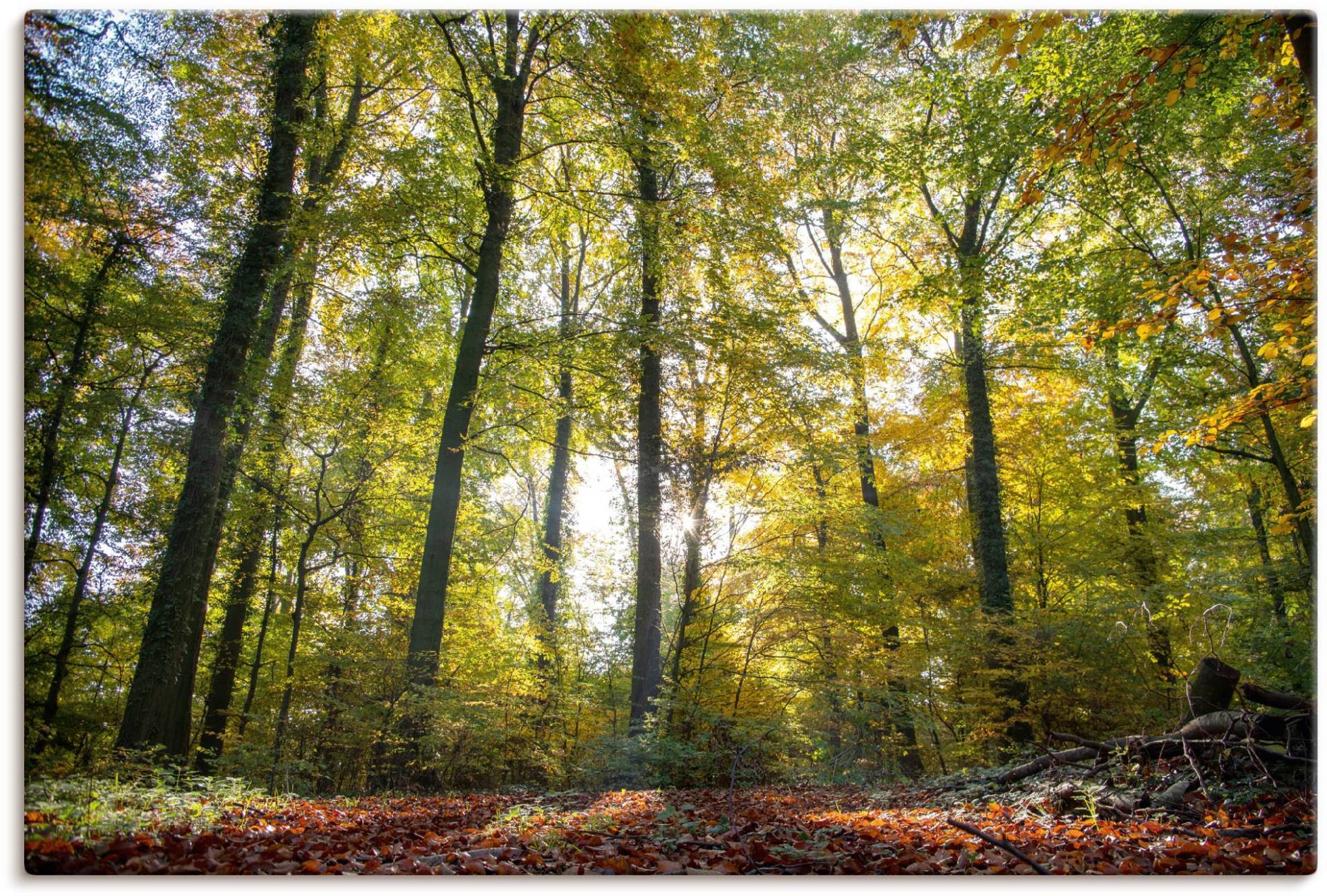 Artland Leinwandbild »Laubwald zum Herbst«, Waldbilder, (1 St.), auf Keilrahmen gespannt von Artland