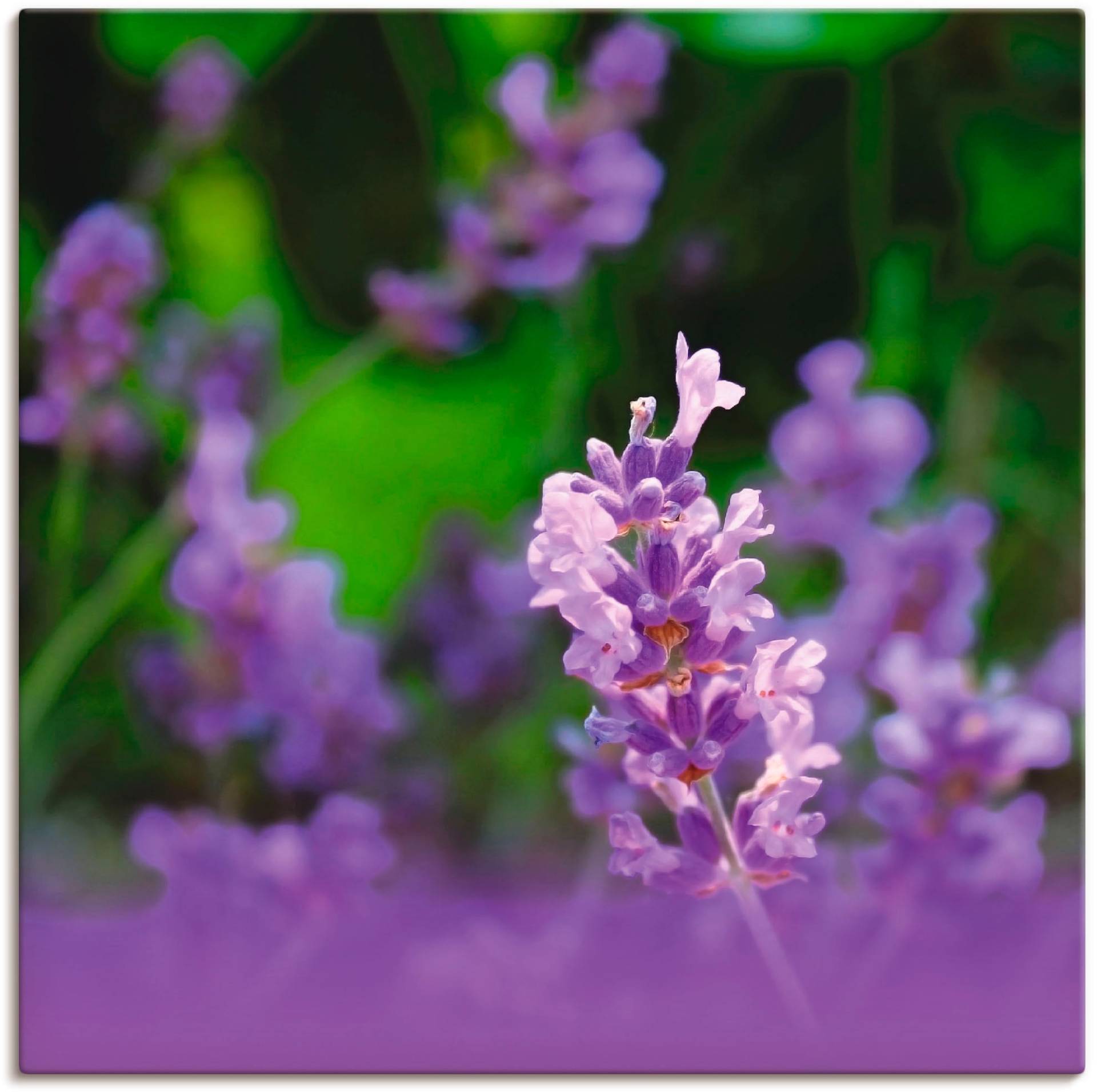 Artland Wandbild »Lavendel«, Blumen, (1 St.), als Leinwandbild, Wandaufkleber oder Poster in versch. Grössen von Artland