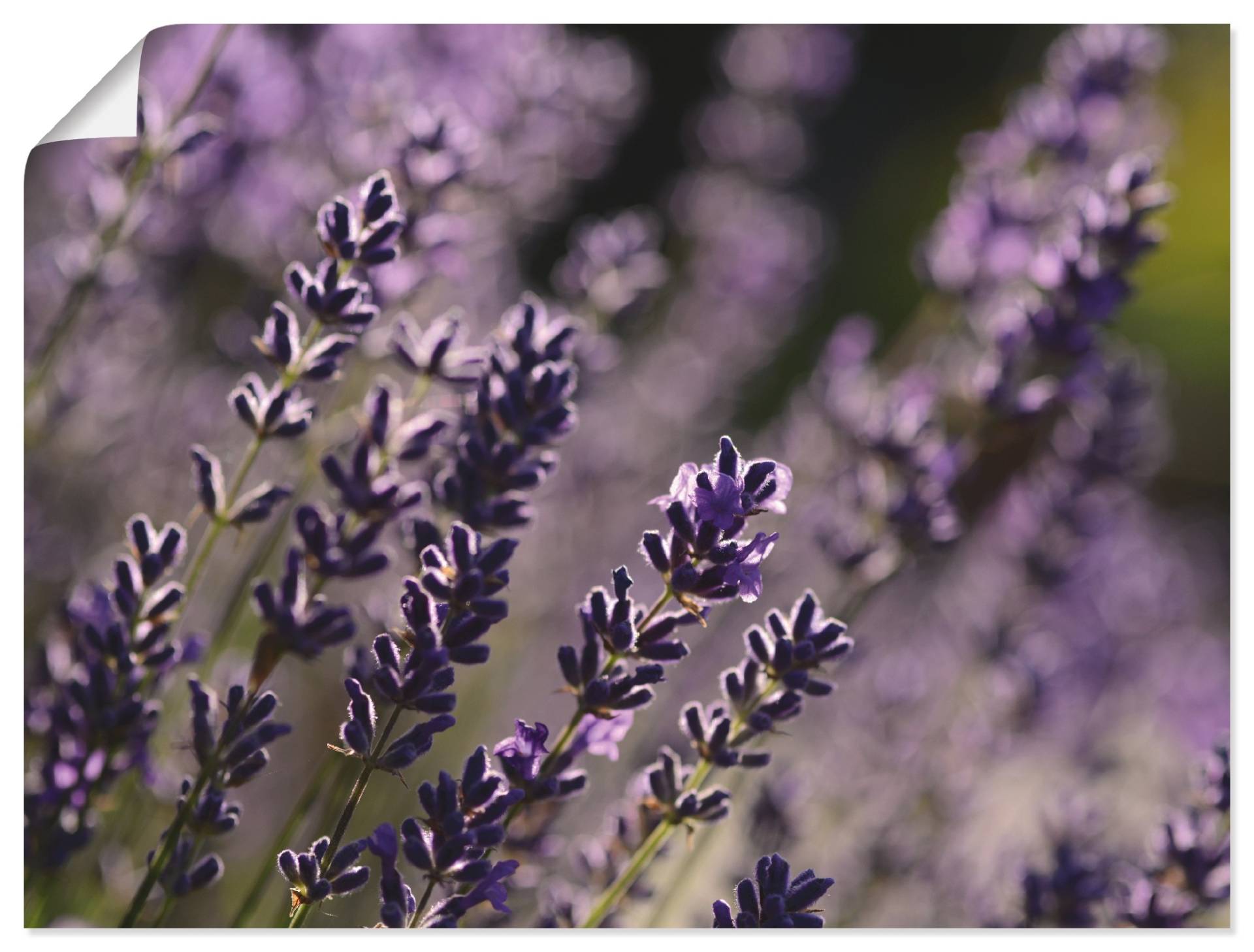 Artland Wandbild »Lavendel«, Blumen, (1 St.), als Leinwandbild in verschied. Grössen von Artland