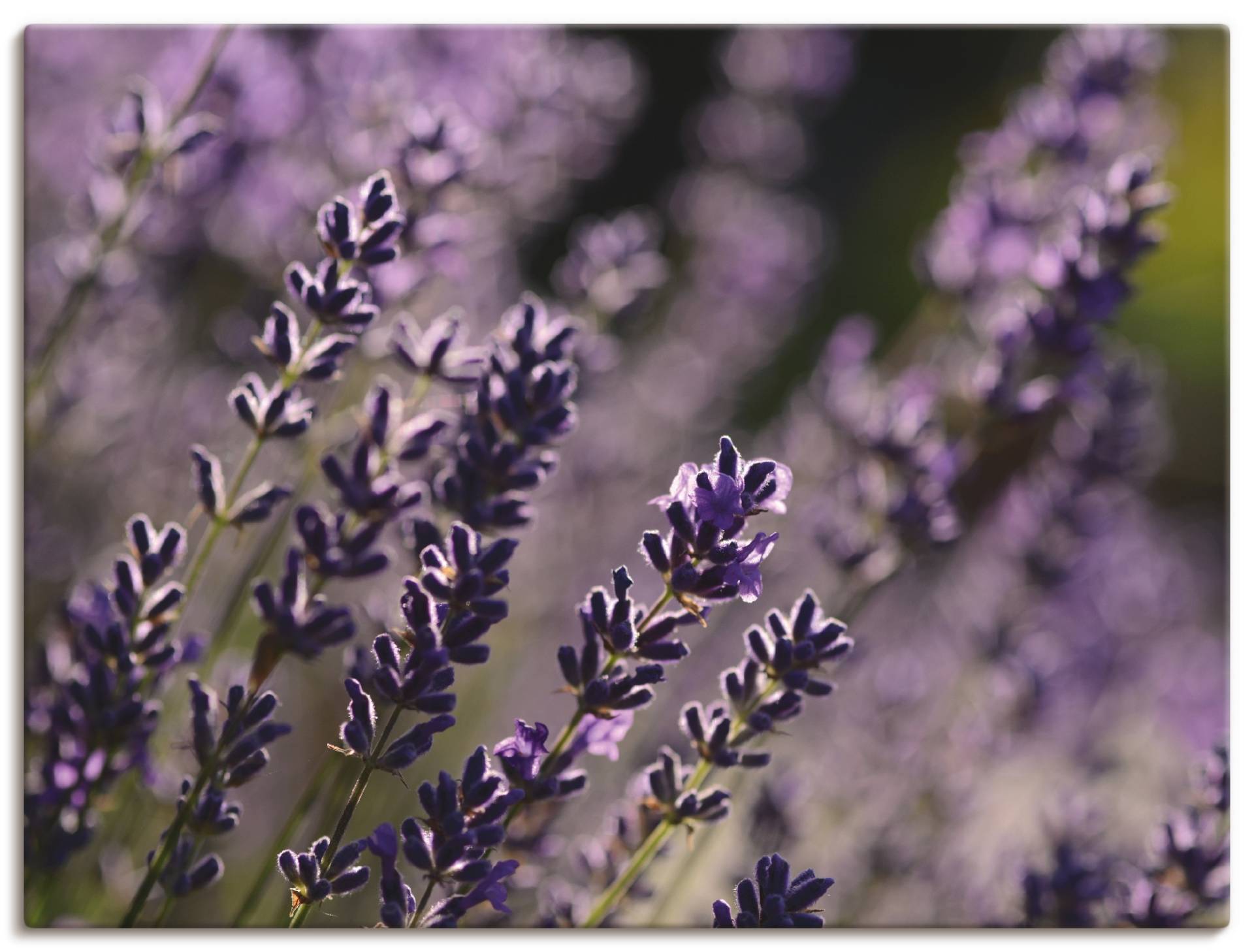 Artland Wandbild »Lavendel«, Blumen, (1 St.), als Leinwandbild in verschied. Grössen von Artland