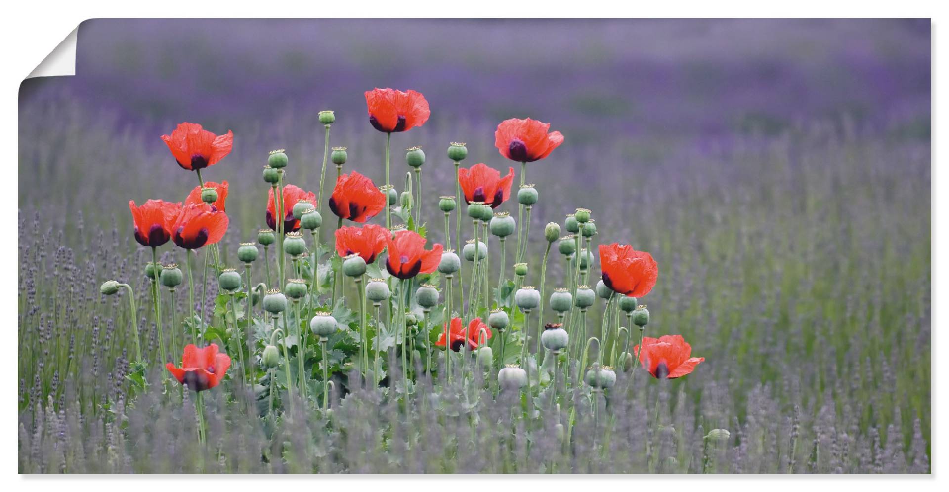 Artland Wandbild »Lavendelfarm in Sequim - Mohnblumen«, Blumenwiese, (1 St.), als Leinwandbild, Poster, Wandaufkleber in verschied. Grössen von Artland