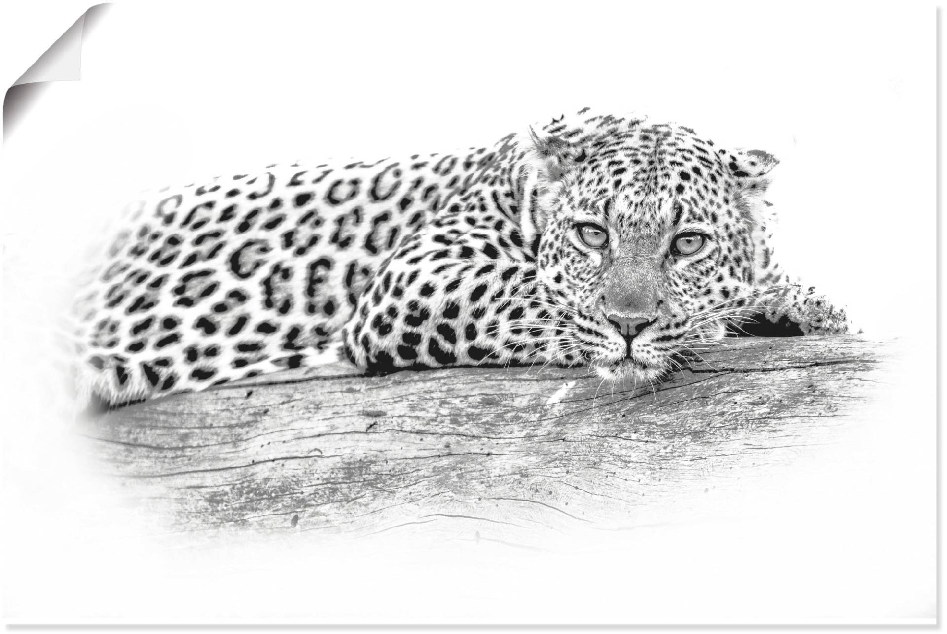 Artland Wandbild »Leopard High Key Optik«, Wildtiere, (1 St.), als Alubild, Leinwandbild, Wandaufkleber oder Poster in versch. Grössen von Artland