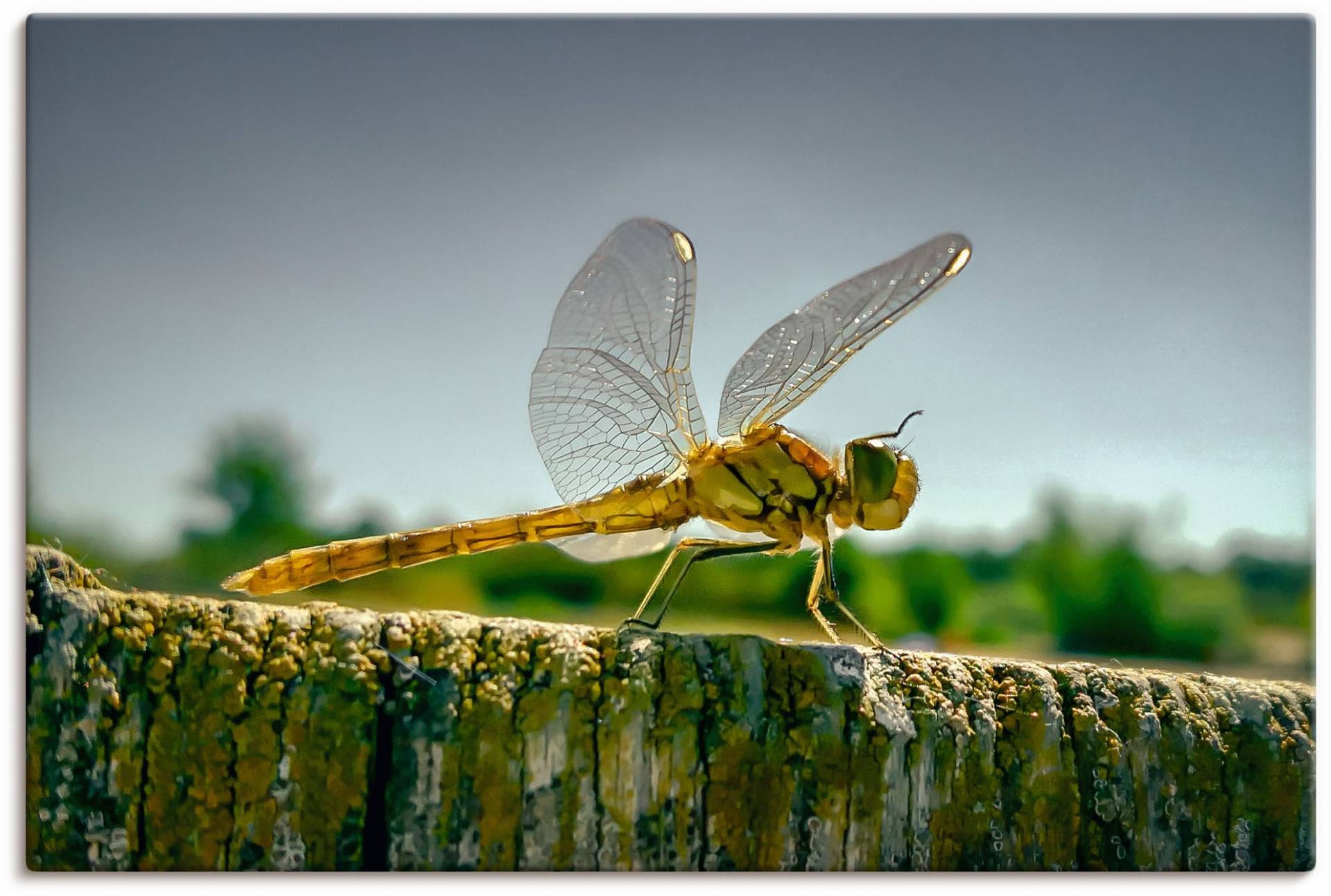 Artland Wandbild »Libelle Nahaufnahme«, Insekten, (1 St.), als Alubild, Leinwandbild, Wandaufkleber oder Poster in versch. Grössen von Artland