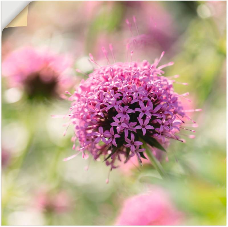 Artland Wandbild »Lila Blüte im Gegenlicht«, Blumen, (1 St.), als Leinwandbild, Wandaufkleber in verschied. Grössen von Artland