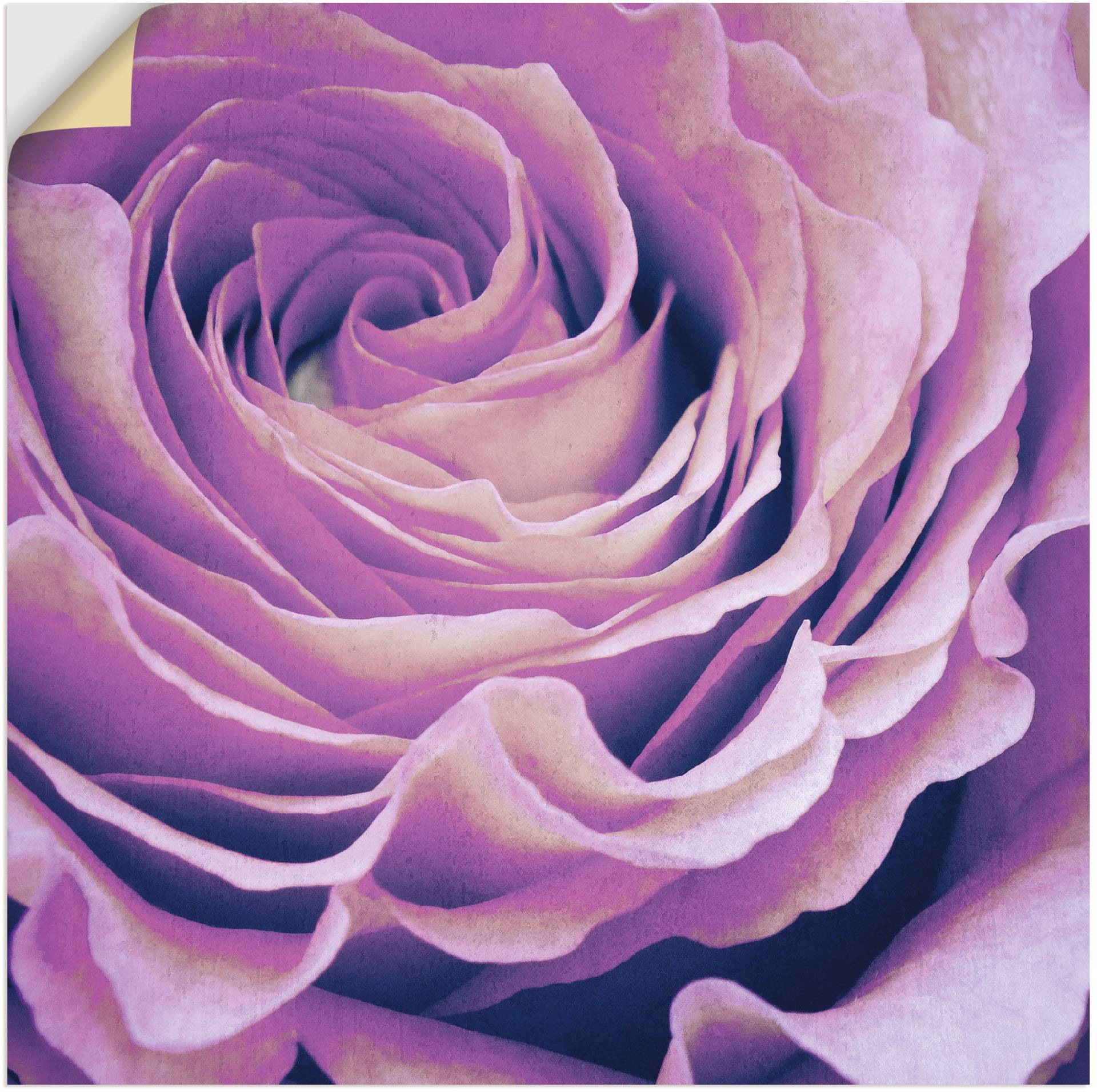 Artland Wandbild »Lila Rose«, Blumen, (1 St.), als Leinwandbild, Poster in verschied. Grössen von Artland