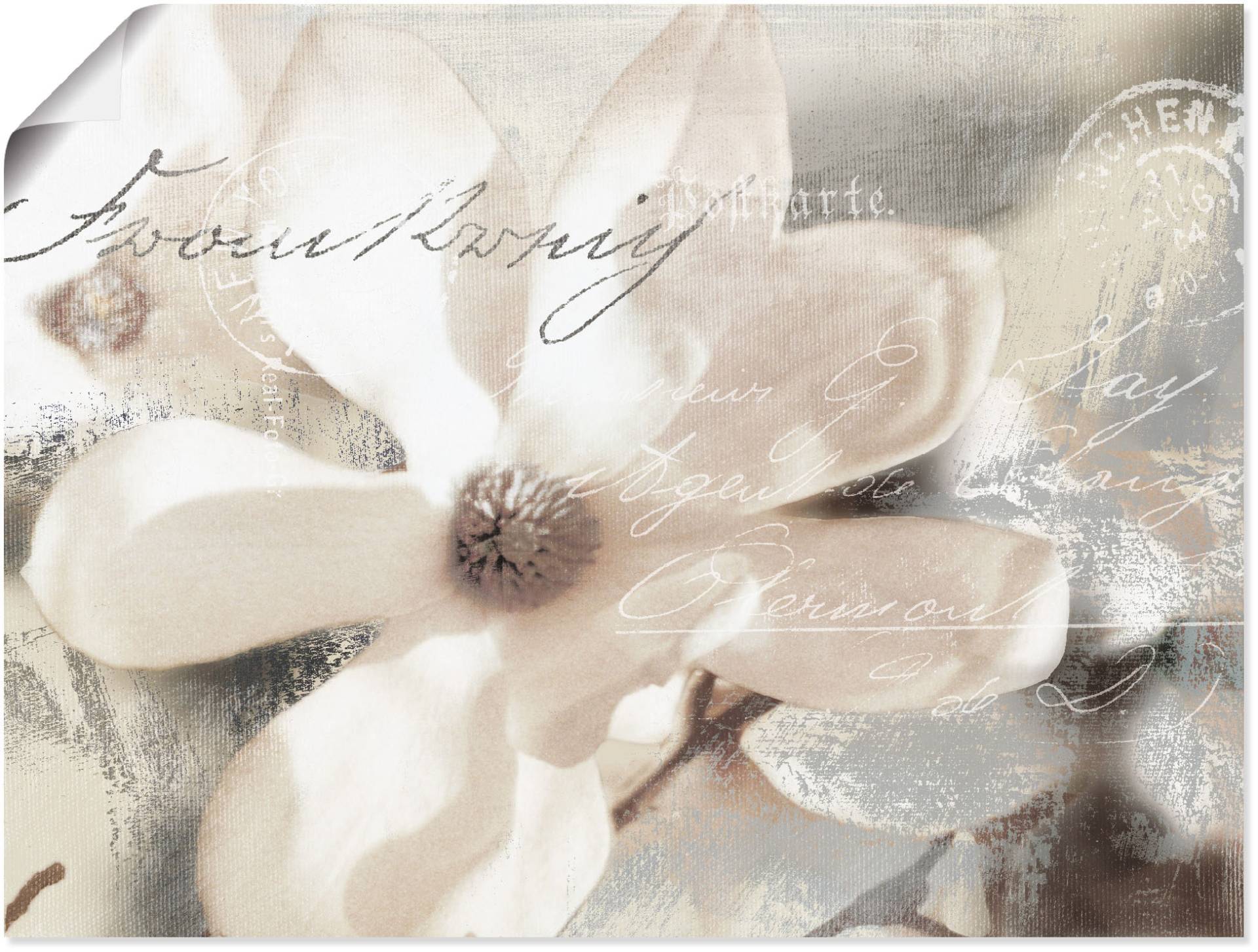 Artland Wandbild »Magnolie_Detail«, Blumenbilder, (1 St.), als Alubild, Outdoorbild, Leinwandbild, Poster, Wandaufkleber von Artland