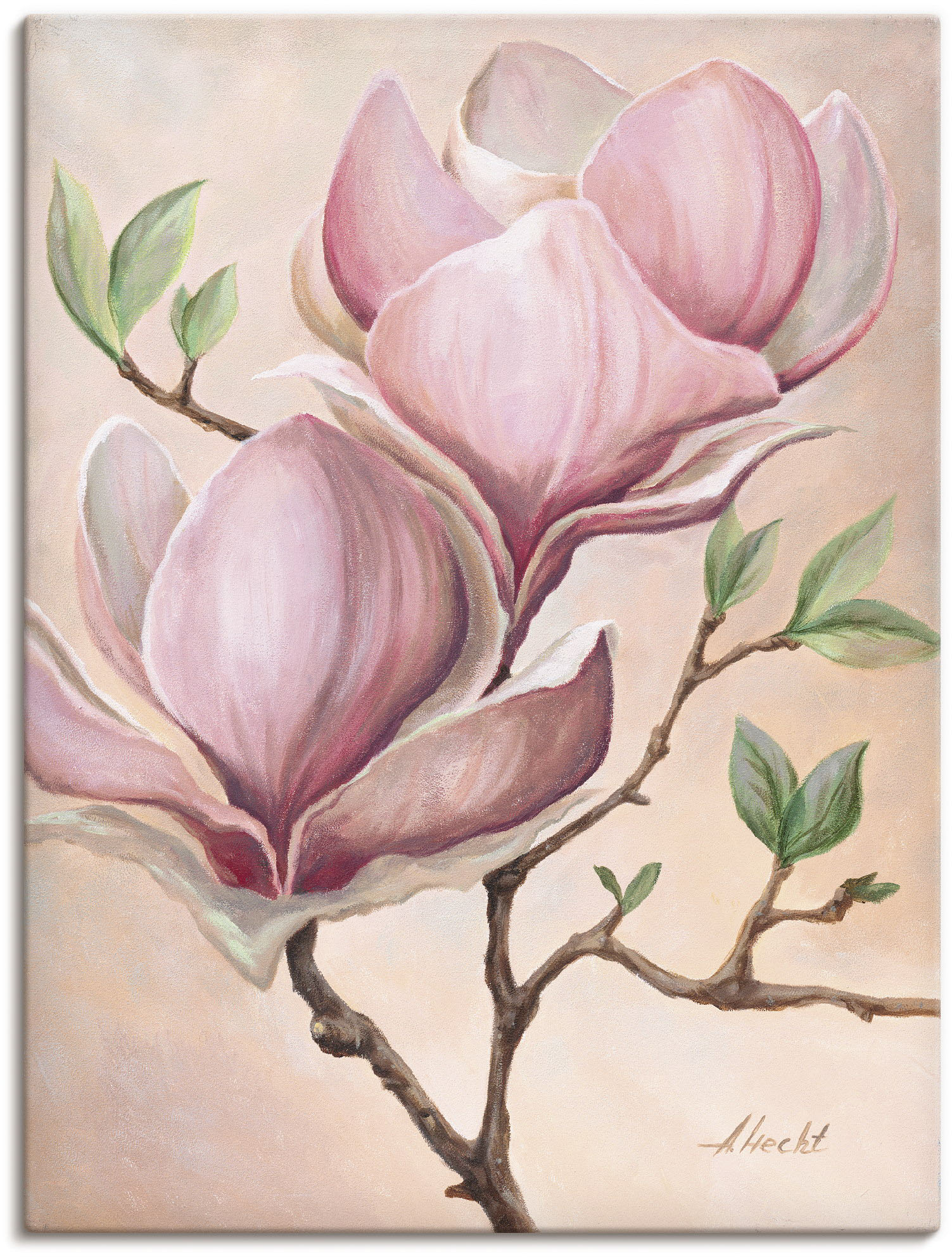 Artland Wandbild »Magnolienblüten«, Blumen, (1 St.), als Leinwandbild, Poster in verschied. Grössen von Artland