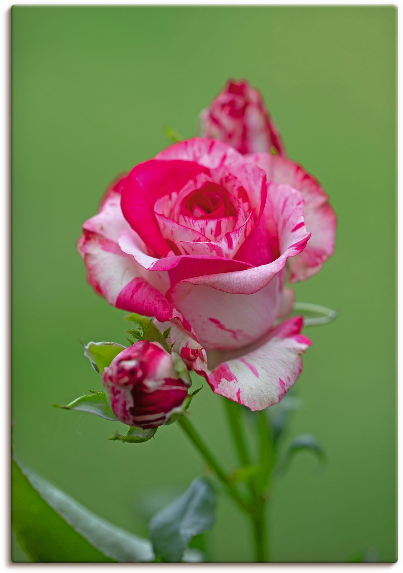 Artland Wandbild »Malerrose«, Blumenbilder, (1 St.), als Alubild, Leinwandbild, Wandaufkleber oder Poster in versch. Grössen von Artland