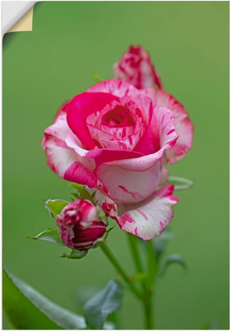 Artland Wandbild »Malerrose«, Blumenbilder, (1 St.), als Alubild, Leinwandbild, Wandaufkleber oder Poster in versch. Grössen von Artland