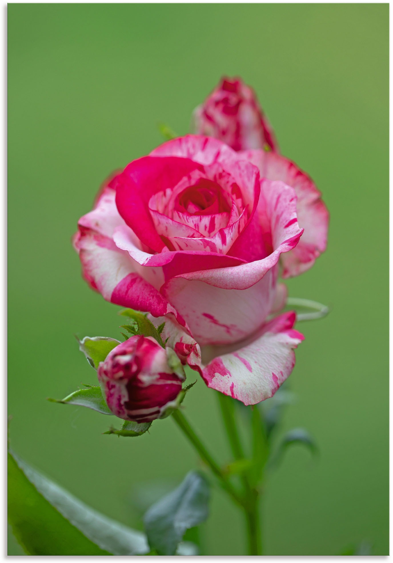 Artland Wandbild »Malerrose«, Blumenbilder, (1 St.), als Alubild, Leinwandbild, Wandaufkleber oder Poster in versch. Grössen von Artland