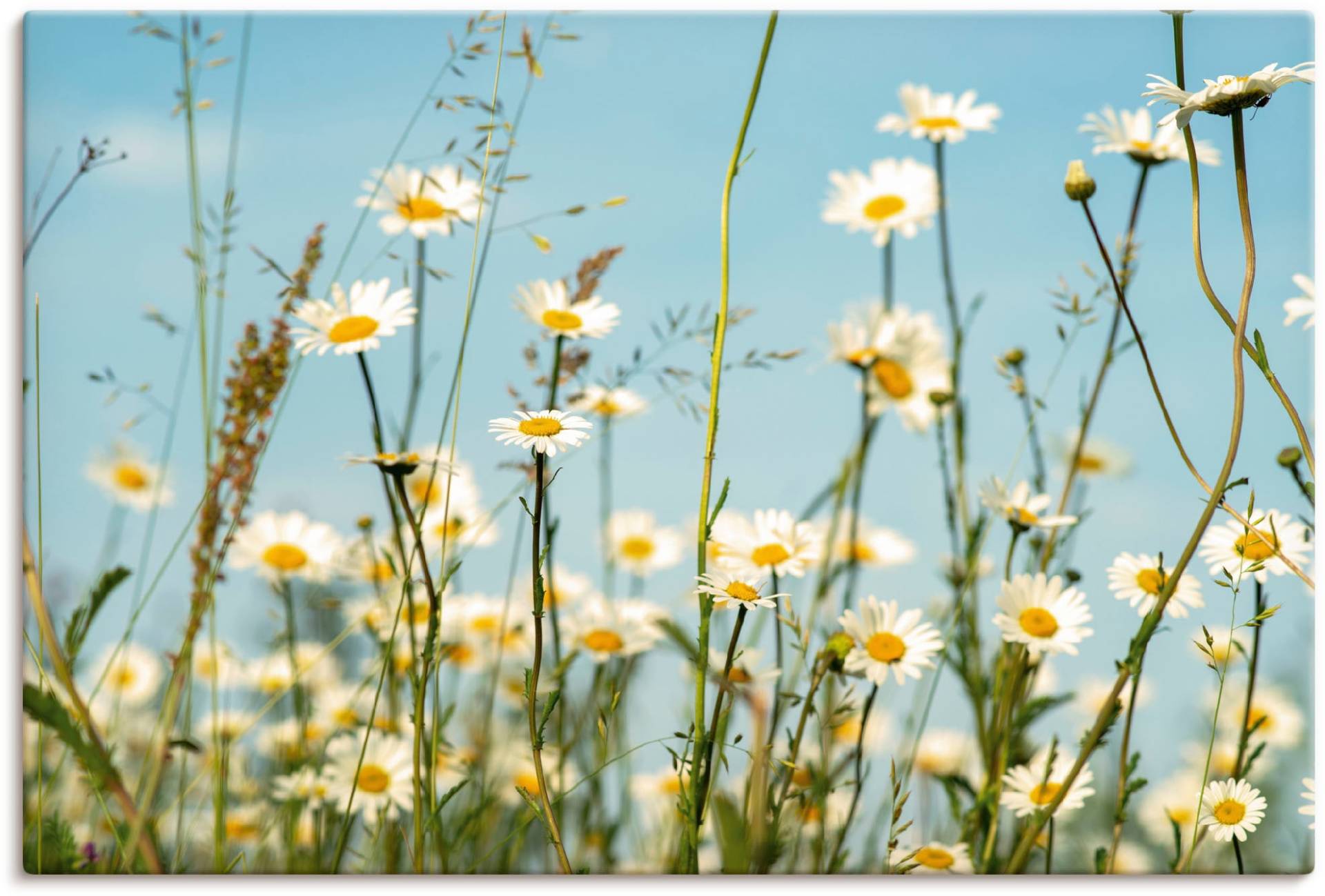 Artland Wandbild »Margeriten vor Sommer Himmel«, Blumenbilder, (1 St.), als Leinwandbild, Wandaufkleber in verschied. Grössen von Artland