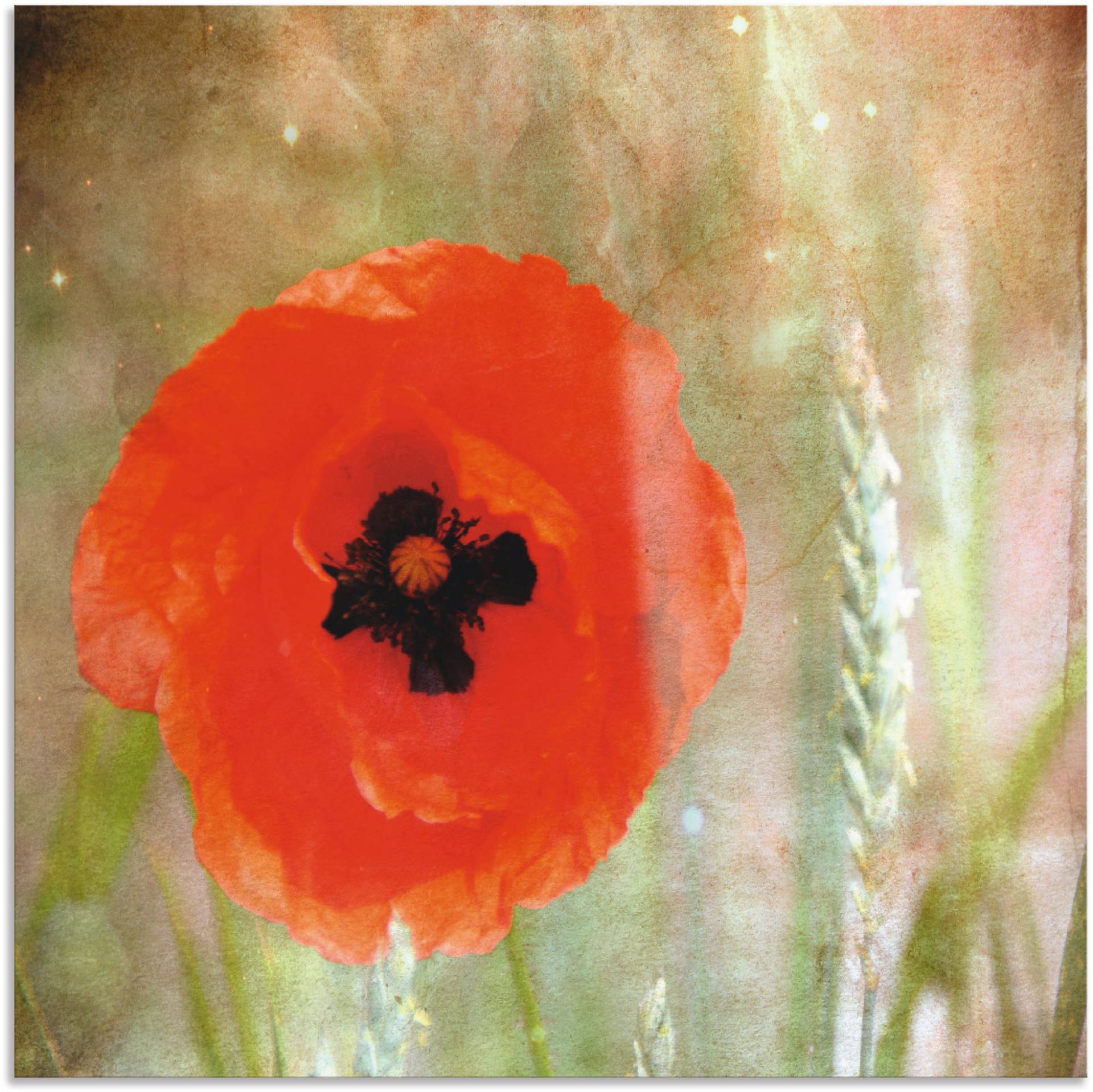 Artland Wandbild »Mohn«, Blumen, (1 St.), als Alubild, Leinwandbild, Wandaufkleber oder Poster in versch. Grössen von Artland