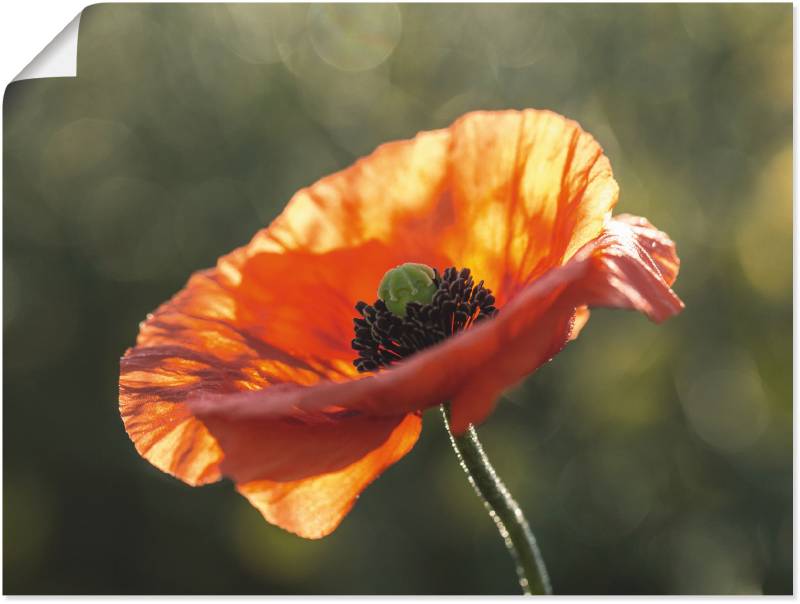 Artland Wandbild »Mohnblüte I«, Blumen, (1 St.), als Leinwandbild, Poster in verschied. Grössen von Artland