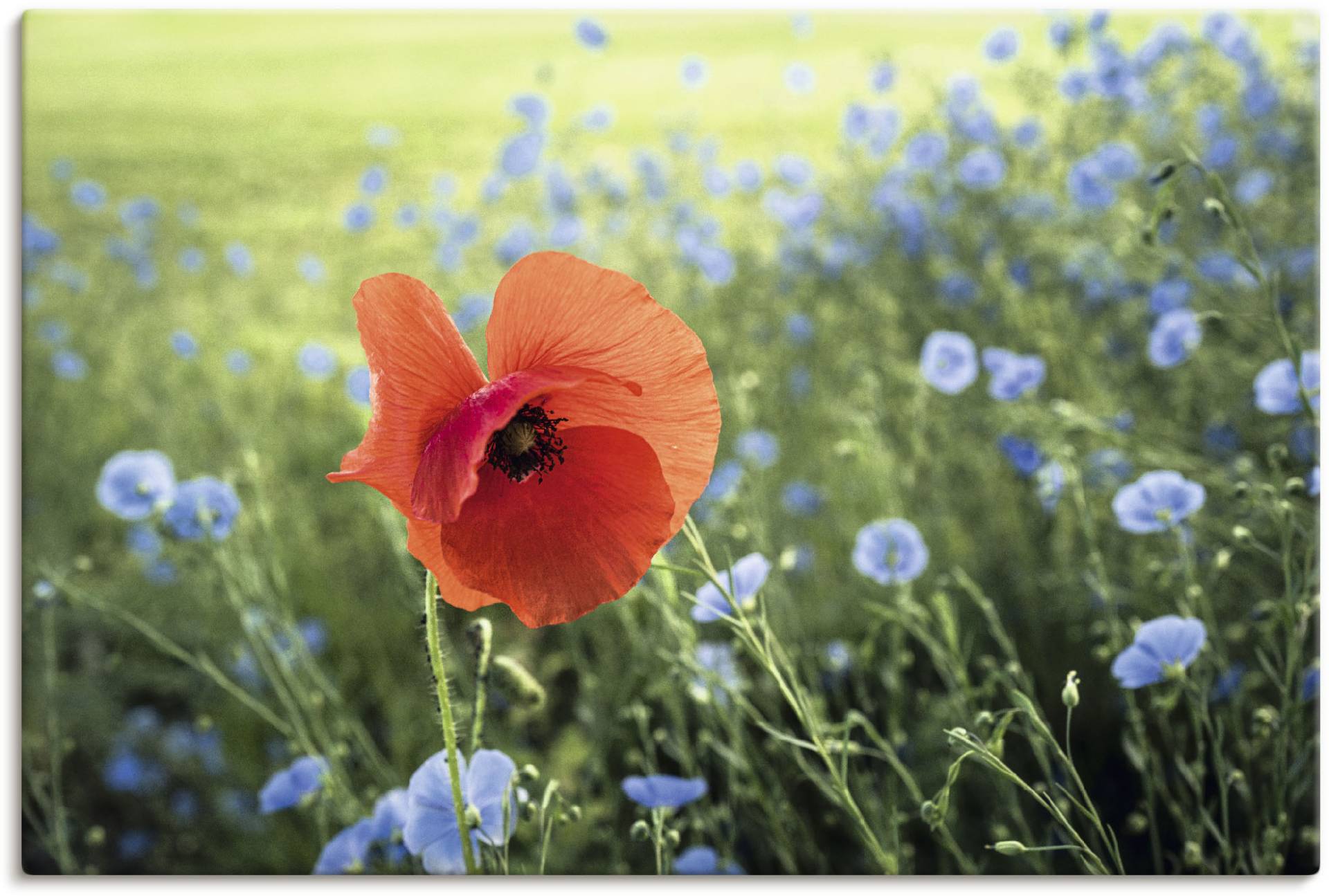 Artland Leinwandbild »Mohnblüte III«, Blumenbilder, (1 St.), auf Keilrahmen gespannt von Artland