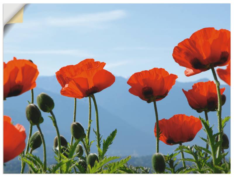 Artland Wandbild »Mohnblüten«, Blumen, (1 St.), als Leinwandbild, Poster in verschied. Grössen von Artland