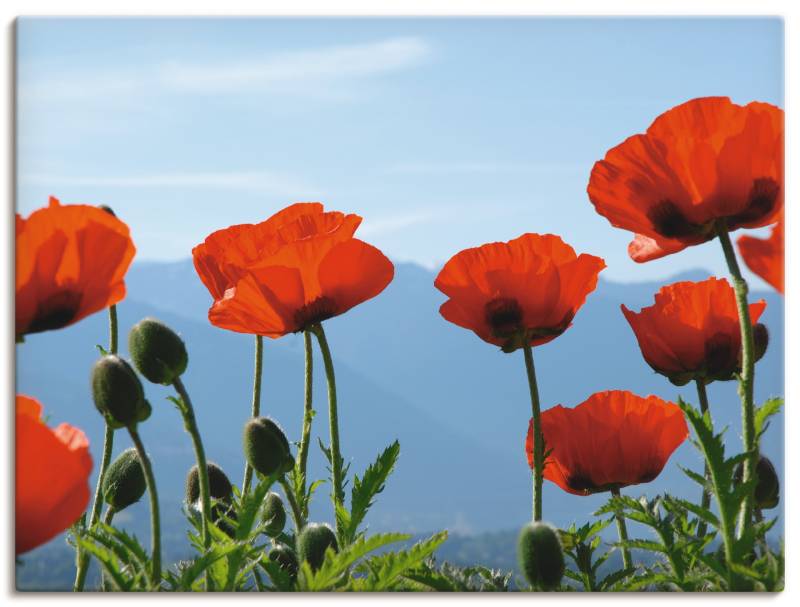 Artland Wandbild »Mohnblüten«, Blumen, (1 St.), als Leinwandbild, Poster in verschied. Grössen von Artland