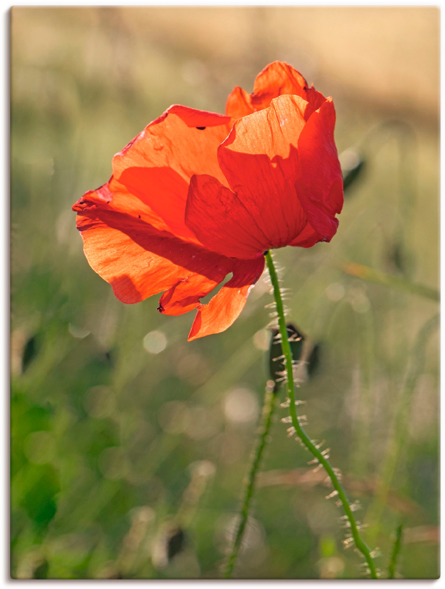 Artland Wandbild »Mohnblume«, Blumen, (1 St.), als Alubild, Outdoorbild in verschied. Grössen von Artland