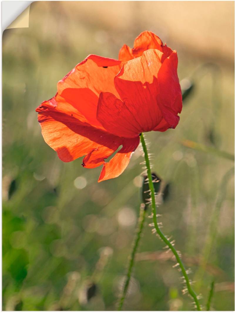 Artland Wandbild »Mohnblume«, Blumen, (1 St.), als Alubild, Outdoorbild in verschied. Grössen von Artland