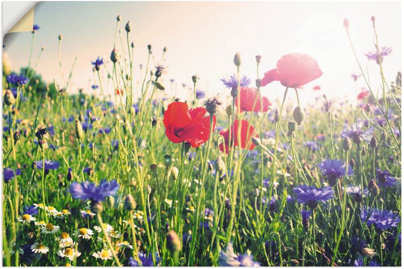 Artland Wandbild »Mohnblume im Feld«, Blumen, (1 St.), als Leinwandbild, Poster in verschied. Grössen von Artland