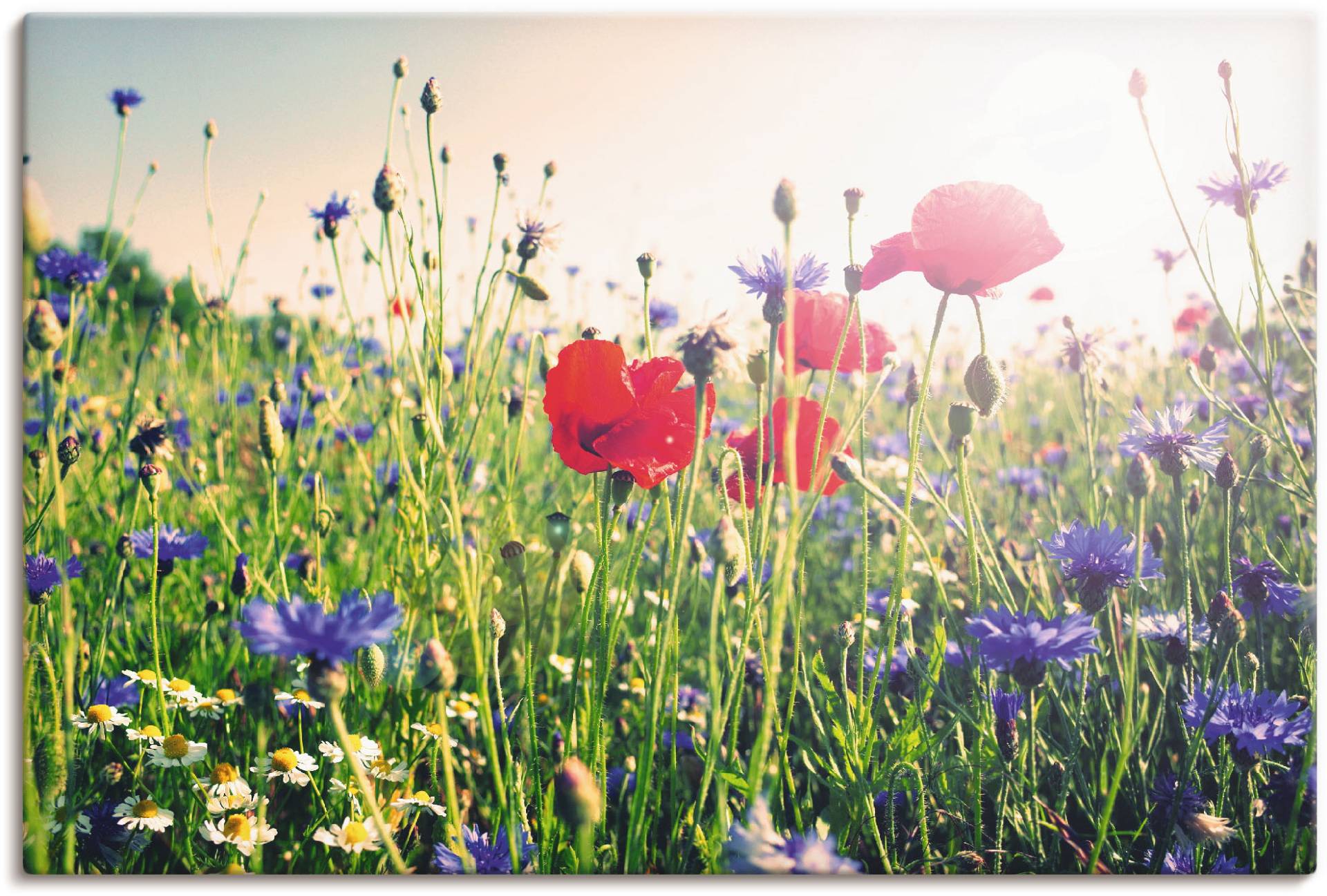 Artland Wandbild »Mohnblume im Feld«, Blumen, (1 St.), als Leinwandbild, Poster in verschied. Grössen von Artland