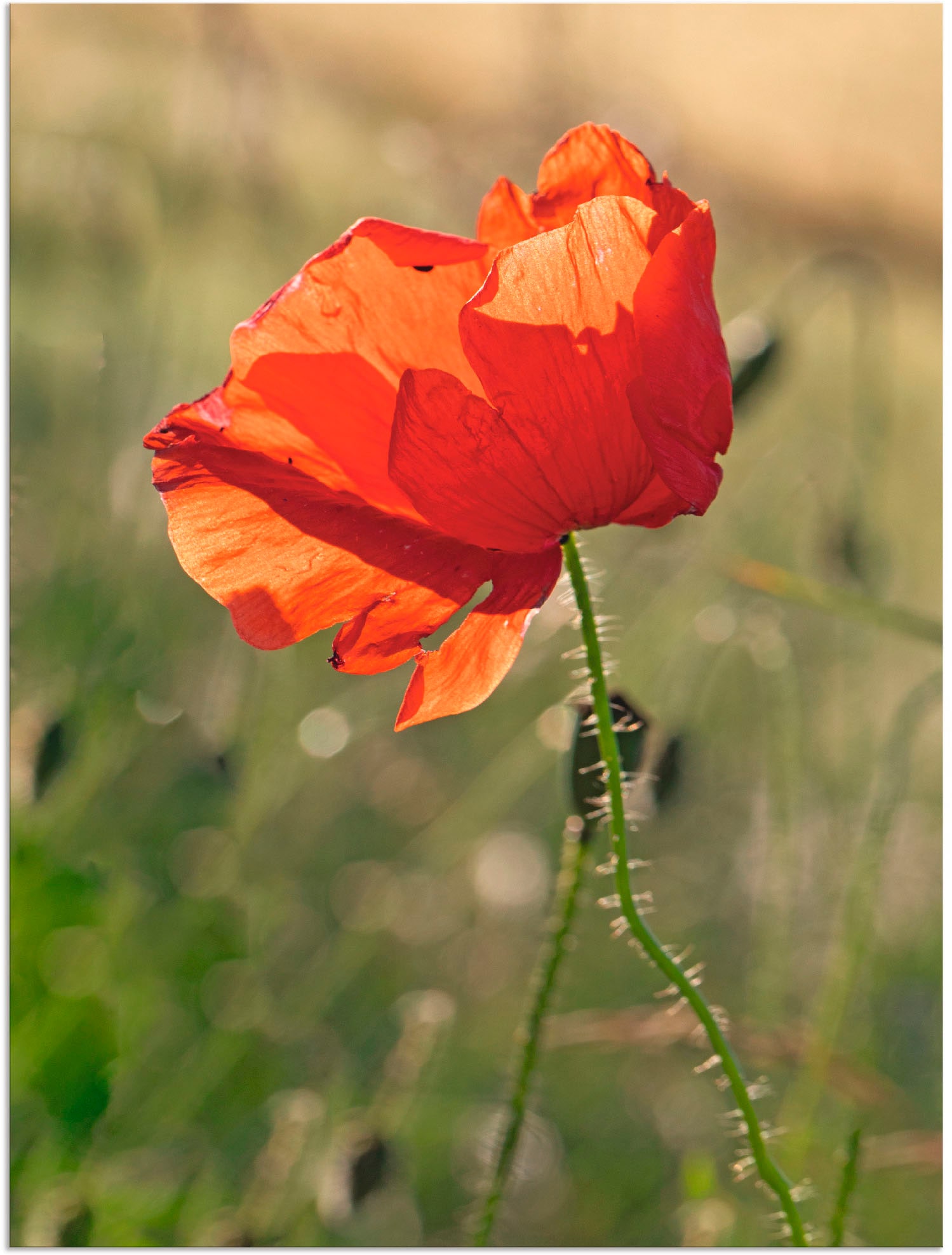 Artland Wandbild »Mohnblume«, Blumen, (1 St.), als Alubild, Outdoorbild in verschied. Grössen von Artland