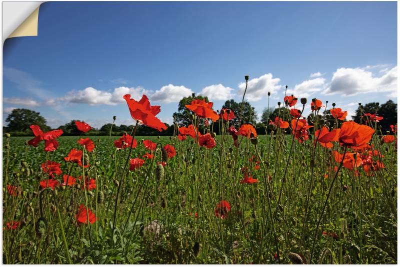 Artland Wandbild »Mohnblumen«, Blumenwiese, (1 St.), als Alubild, Leinwandbild, Wandaufkleber oder Poster in versch. Grössen von Artland