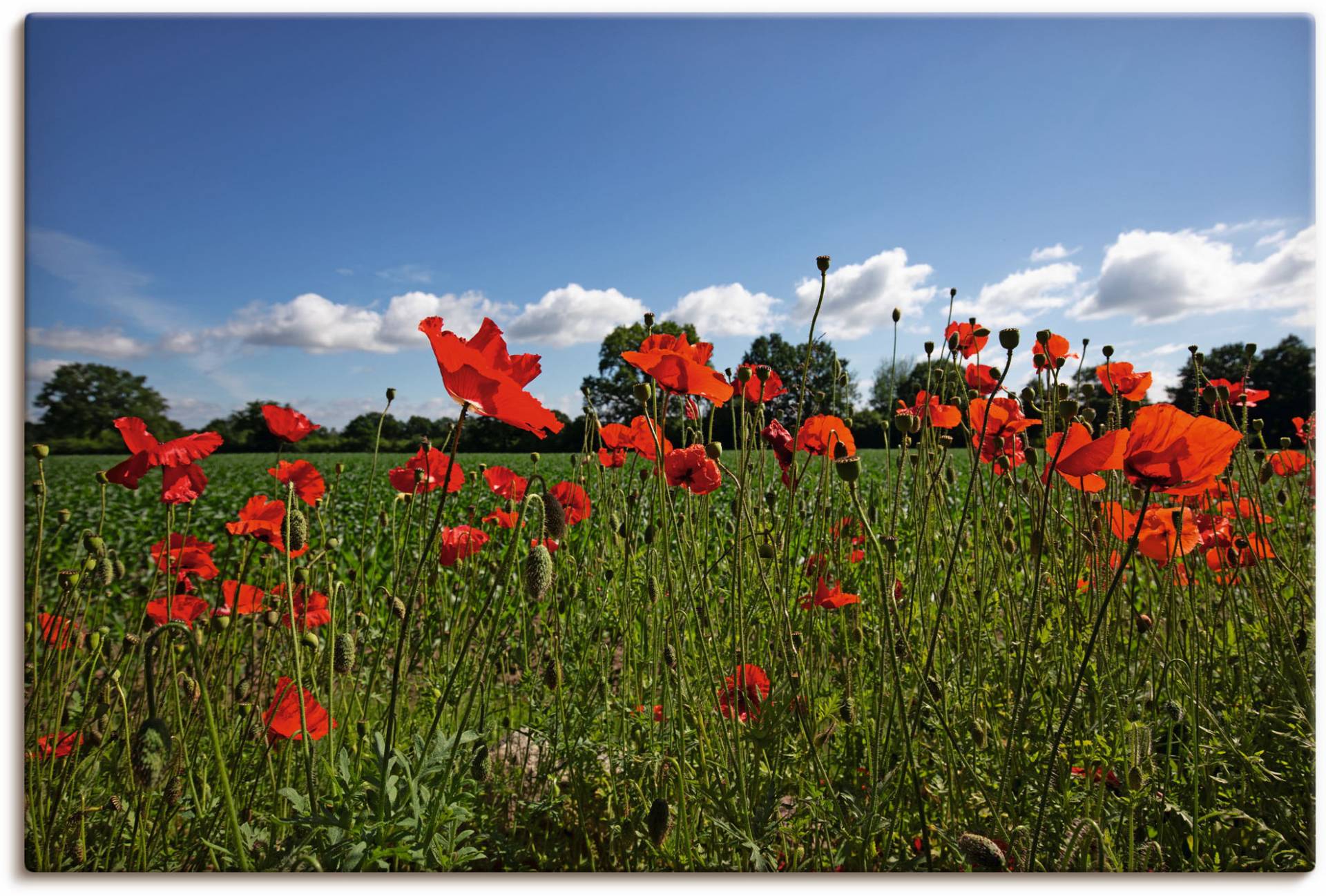 Artland Wandbild »Mohnblumen«, Blumenwiese, (1 St.), als Alubild, Leinwandbild, Wandaufkleber oder Poster in versch. Grössen von Artland