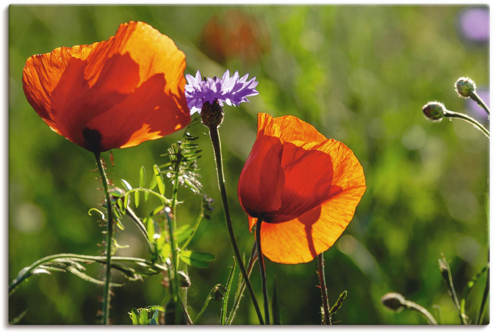 Artland Wandbild »Mohnblumen im Frühling«, Blumen, (1 St.), als Alubild, Outdoorbild, Leinwandbild in verschied. Grössen von Artland