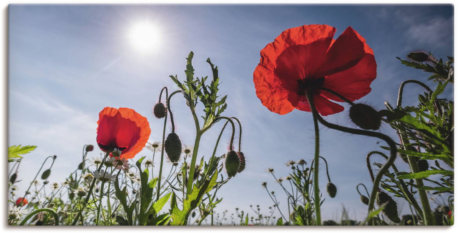 Artland Wandbild »Mohnblumen im Frühling«, Blumenwiese, (1 St.), als Alubild, Outdoorbild, Leinwandbild in verschied. Grössen von Artland