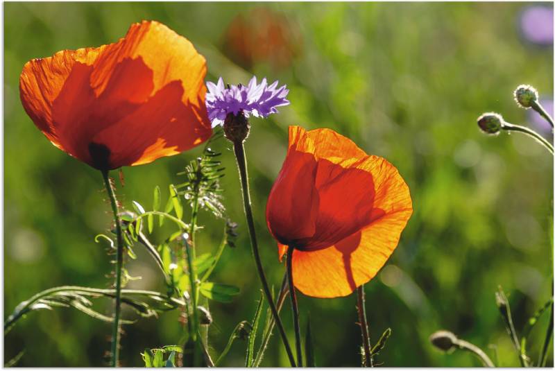 Artland Wandbild »Mohnblumen im Frühling«, Blumen, (1 St.), als Alubild, Outdoorbild, Leinwandbild in verschied. Grössen von Artland