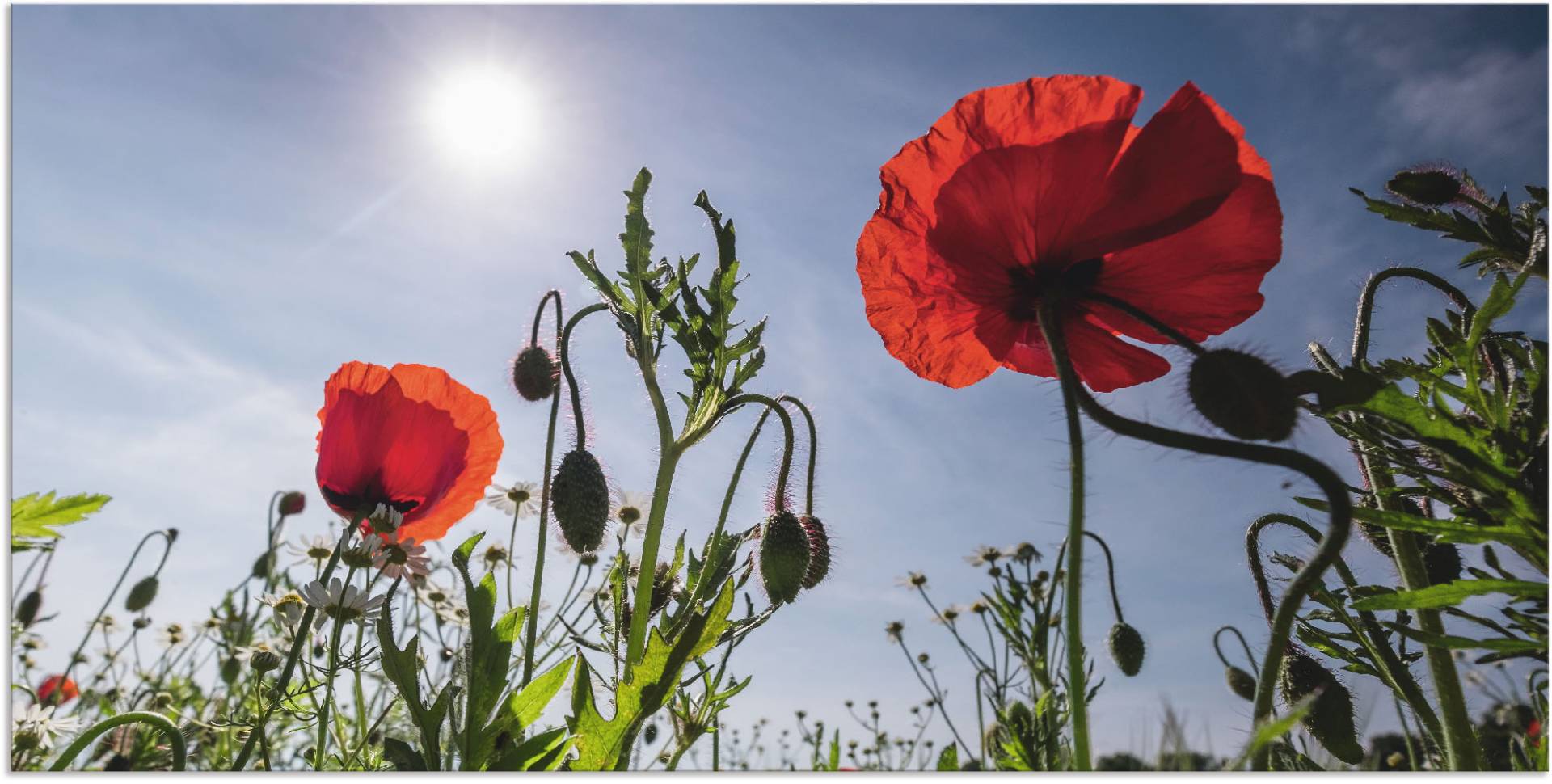 Artland Wandbild »Mohnblumen im Frühling«, Blumenwiese, (1 St.), als Alubild, Outdoorbild, Leinwandbild in verschied. Grössen von Artland