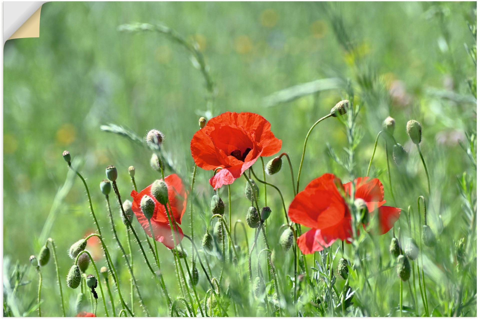 Artland Wandbild »Mohnblumen im Gras«, Blumenbilder, (1 St.), als Leinwandbild, Poster in verschied. Grössen von Artland