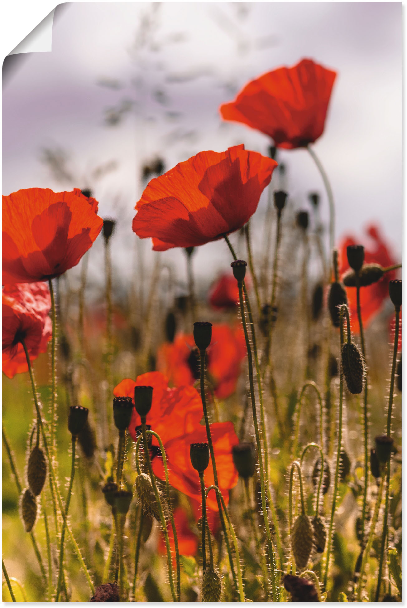 Artland Wandbild »Mohnblumen im Morgenlicht«, Blumenwiese, (1 St.), als Alubild, Outdoorbild, Leinwandbild, Poster in verschied. Grössen von Artland