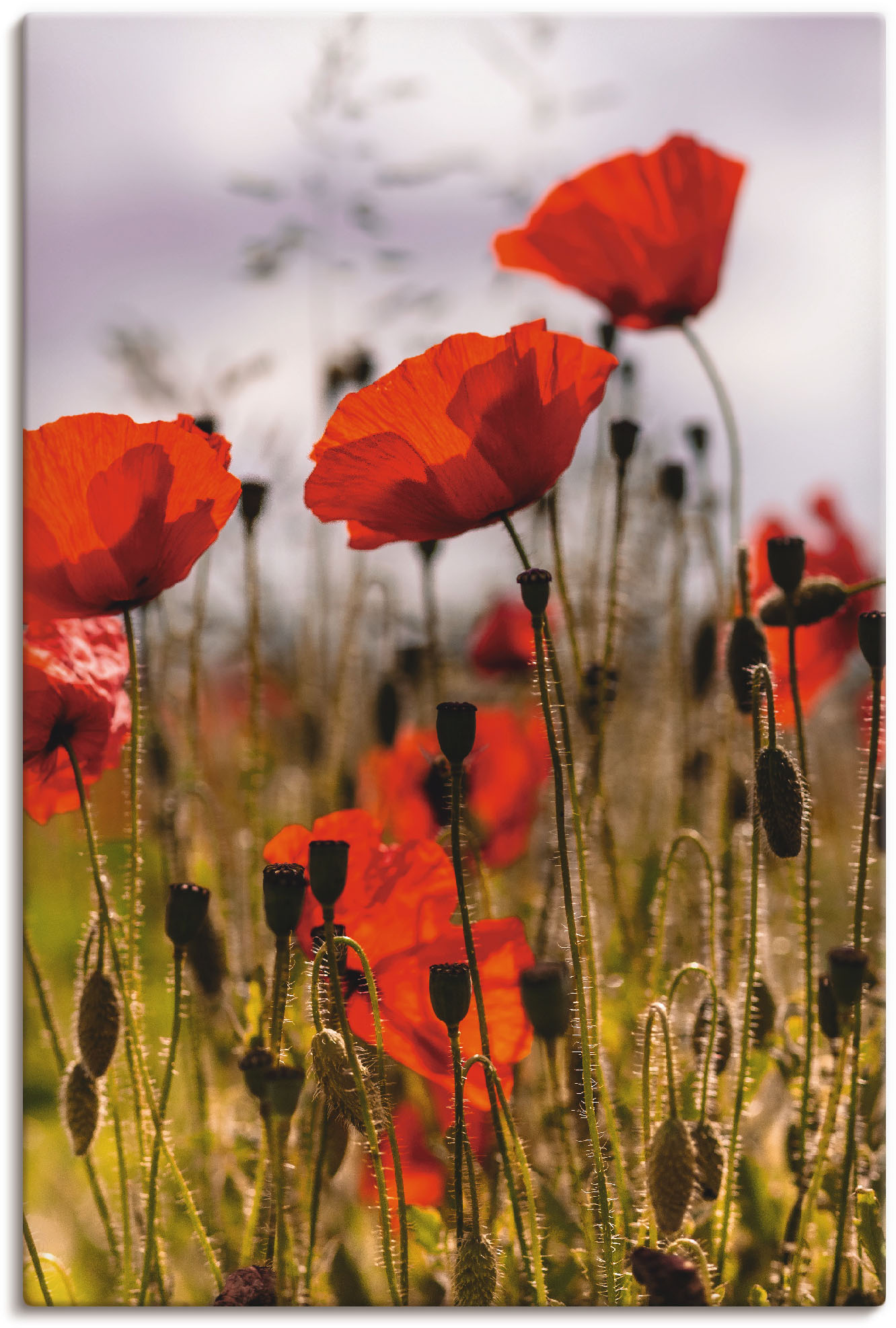 Artland Wandbild »Mohnblumen im Morgenlicht«, Blumenwiese, (1 St.), als Alubild, Outdoorbild, Leinwandbild, Poster in verschied. Grössen von Artland